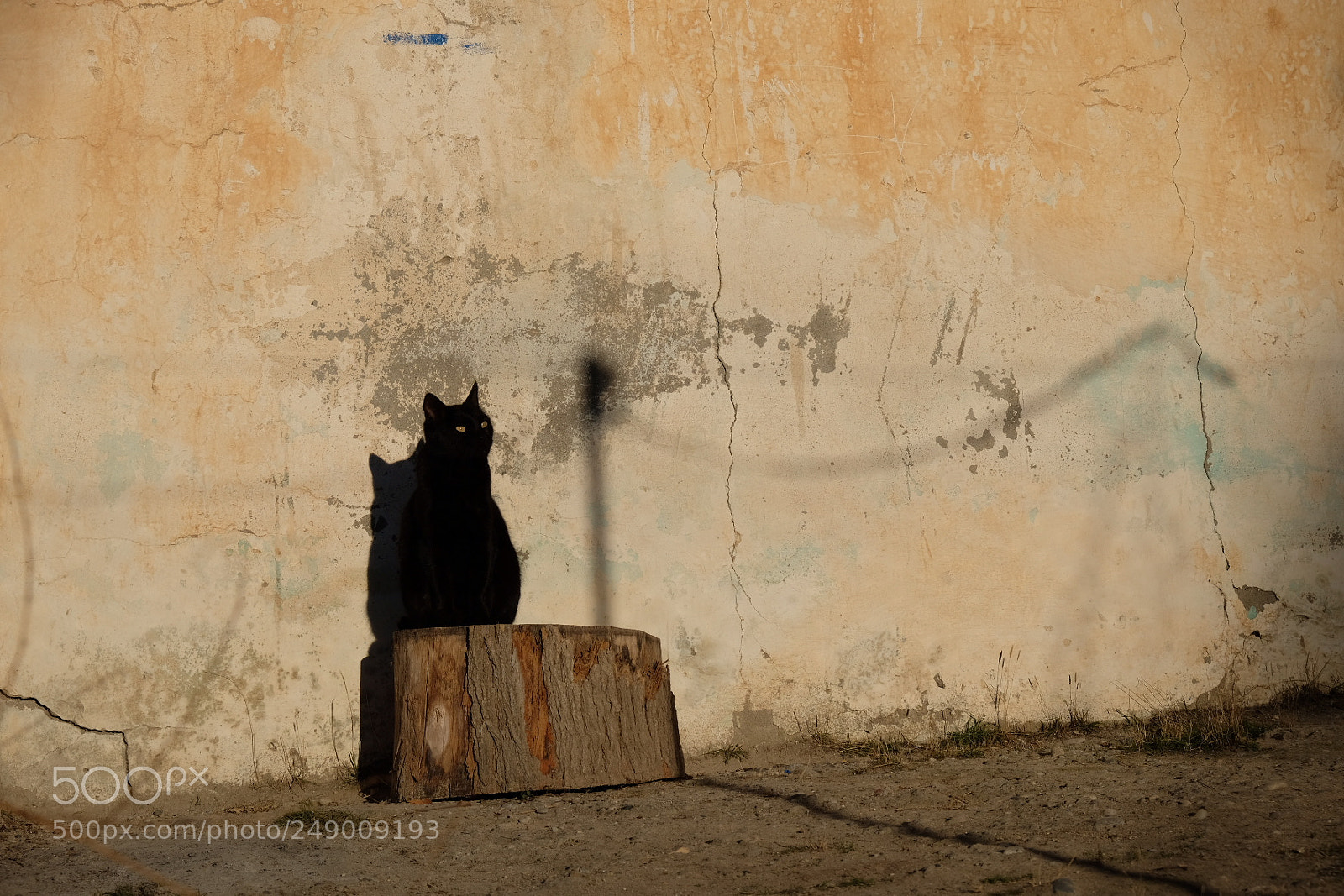 Fujifilm X-T20 sample photo. Black cat photography