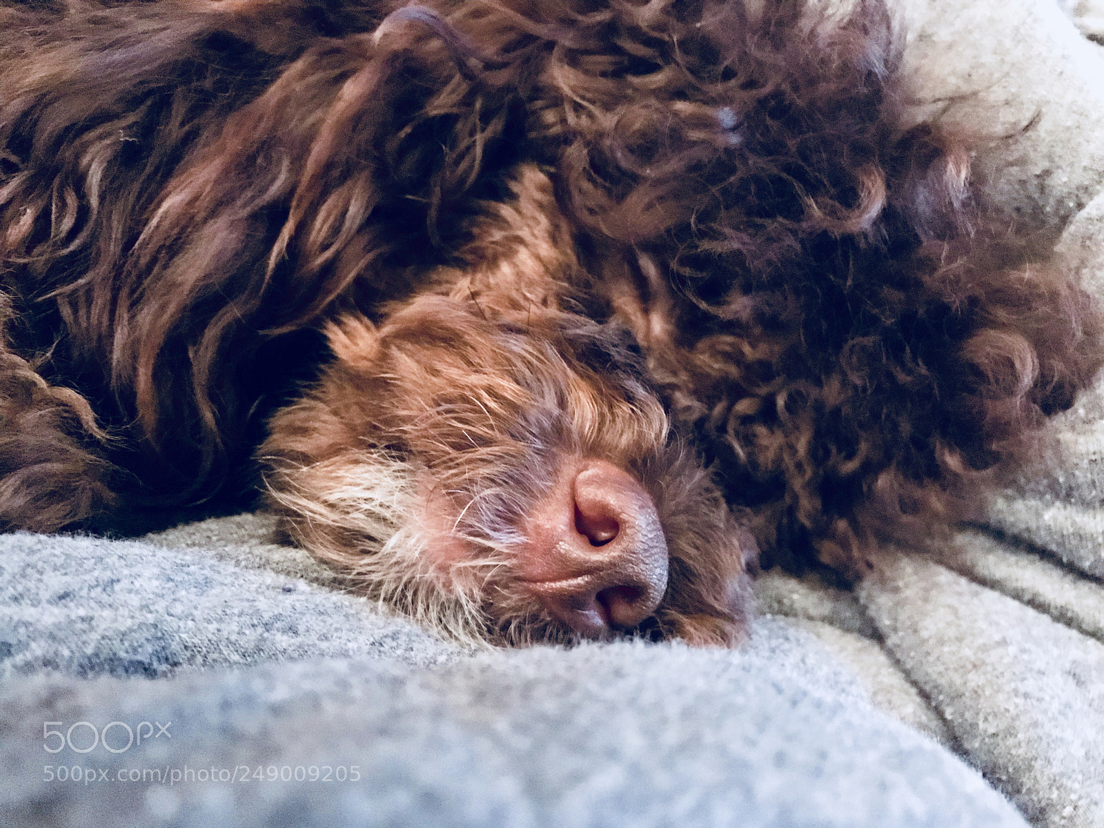 Apple iPhone 7 sample photo. Our precious miniature poodle photography