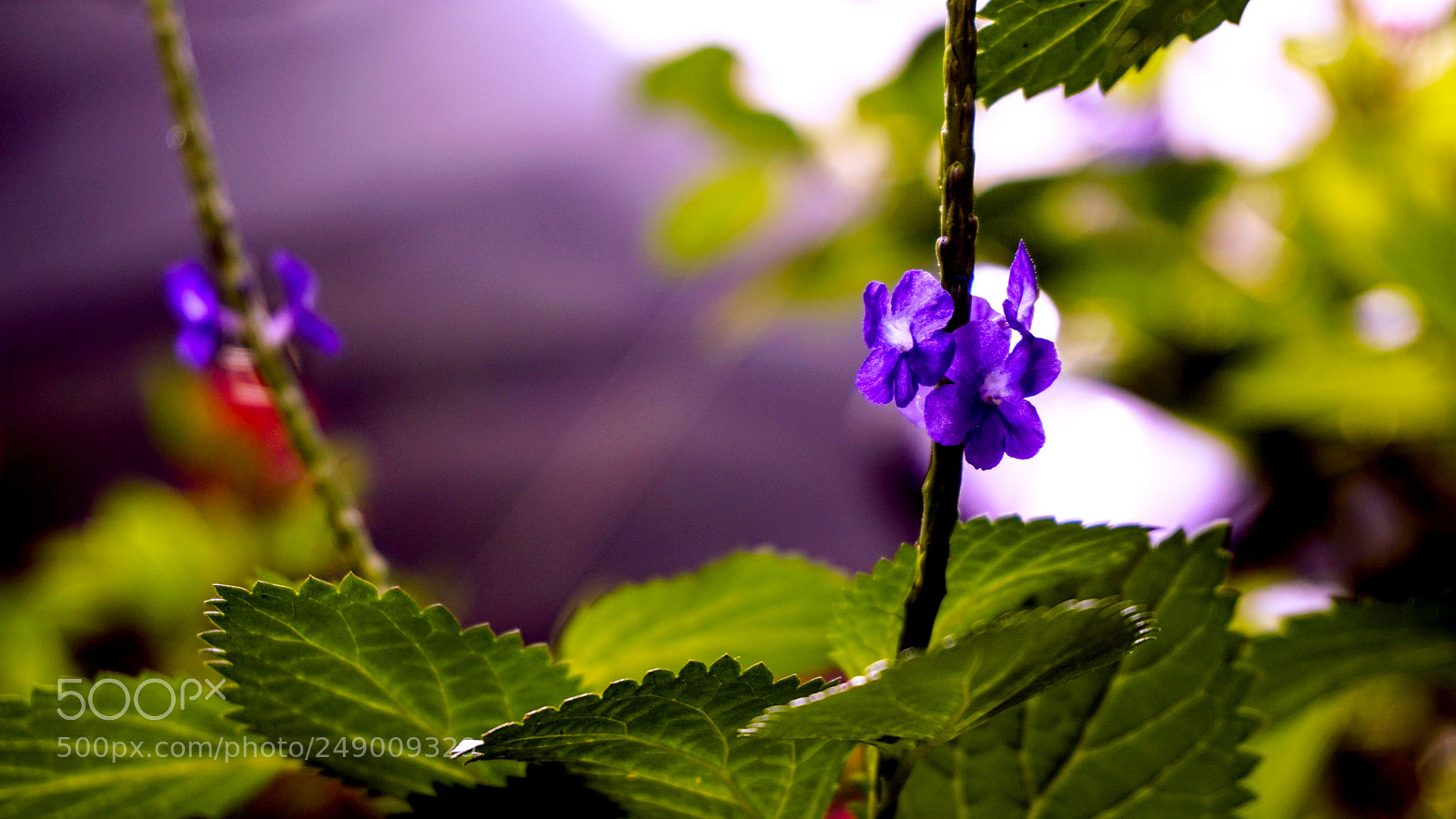 Sony a6000 sample photo. Pair of purple flowers photography