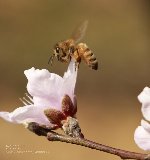 Canon EOS 6D Mark II sample photo. Untitled photography