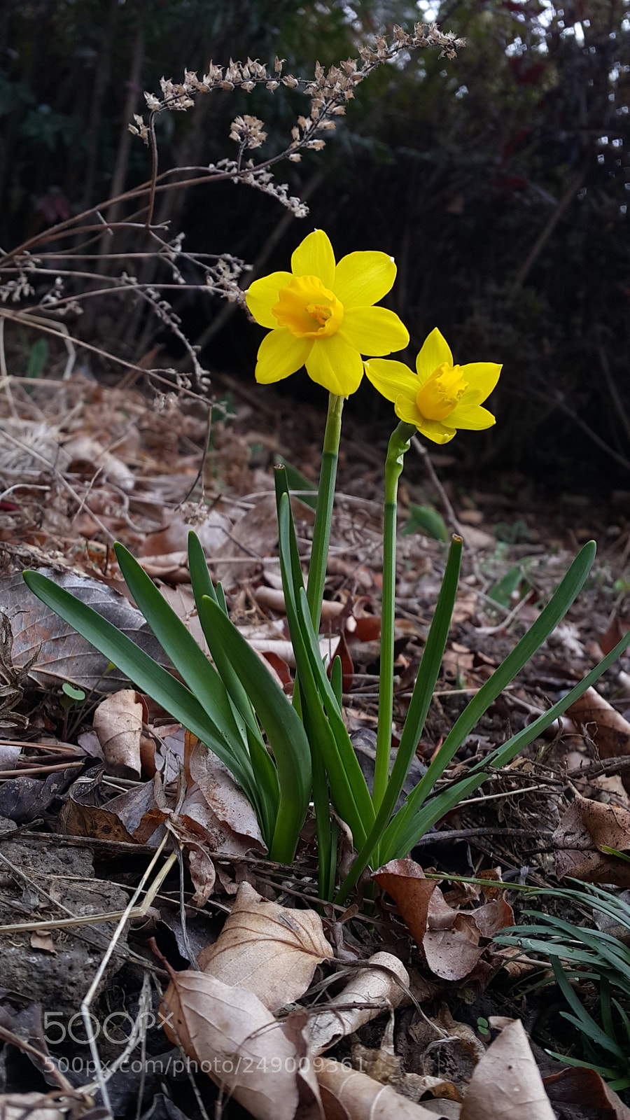 Samsung Galaxy Note4 sample photo. Untitled photography