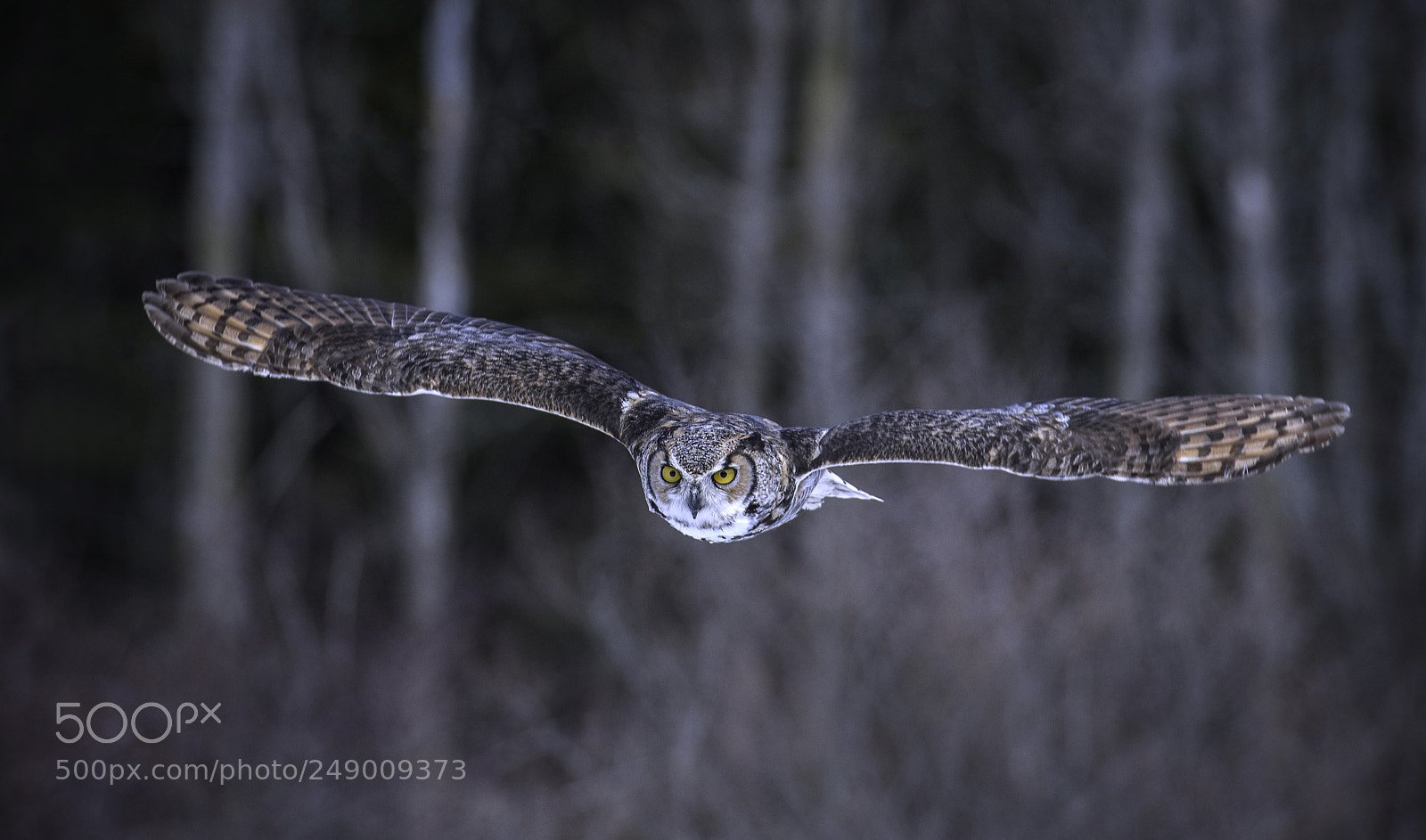 Nikon D500 sample photo. Great horned owl photography