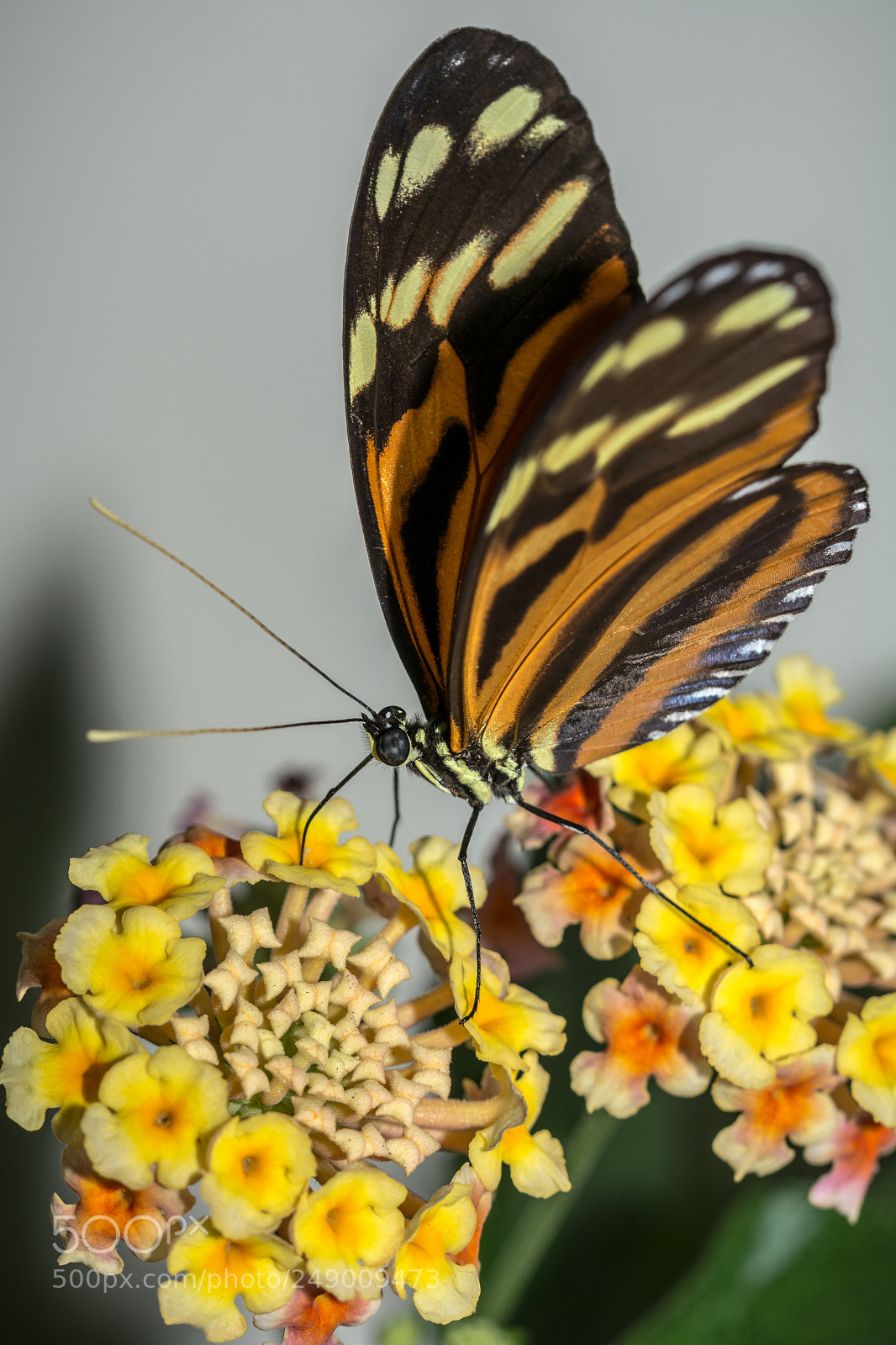 Nikon D7100 sample photo. Batterfly photography