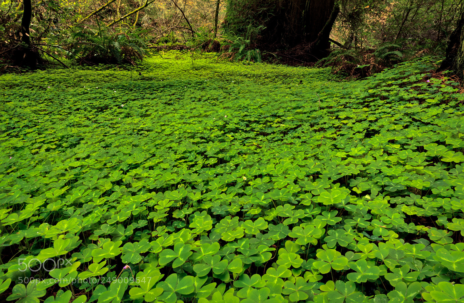 Pentax K-3 II sample photo. Muir woods clovers photography