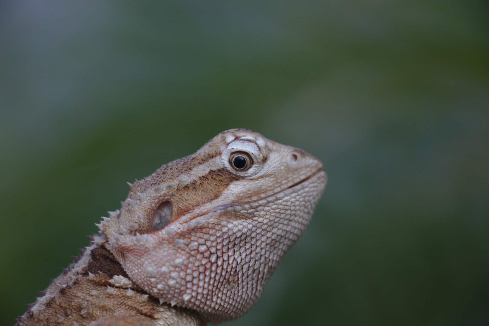 Canon EOS 77D (EOS 9000D / EOS 770D) sample photo. Pogona photography