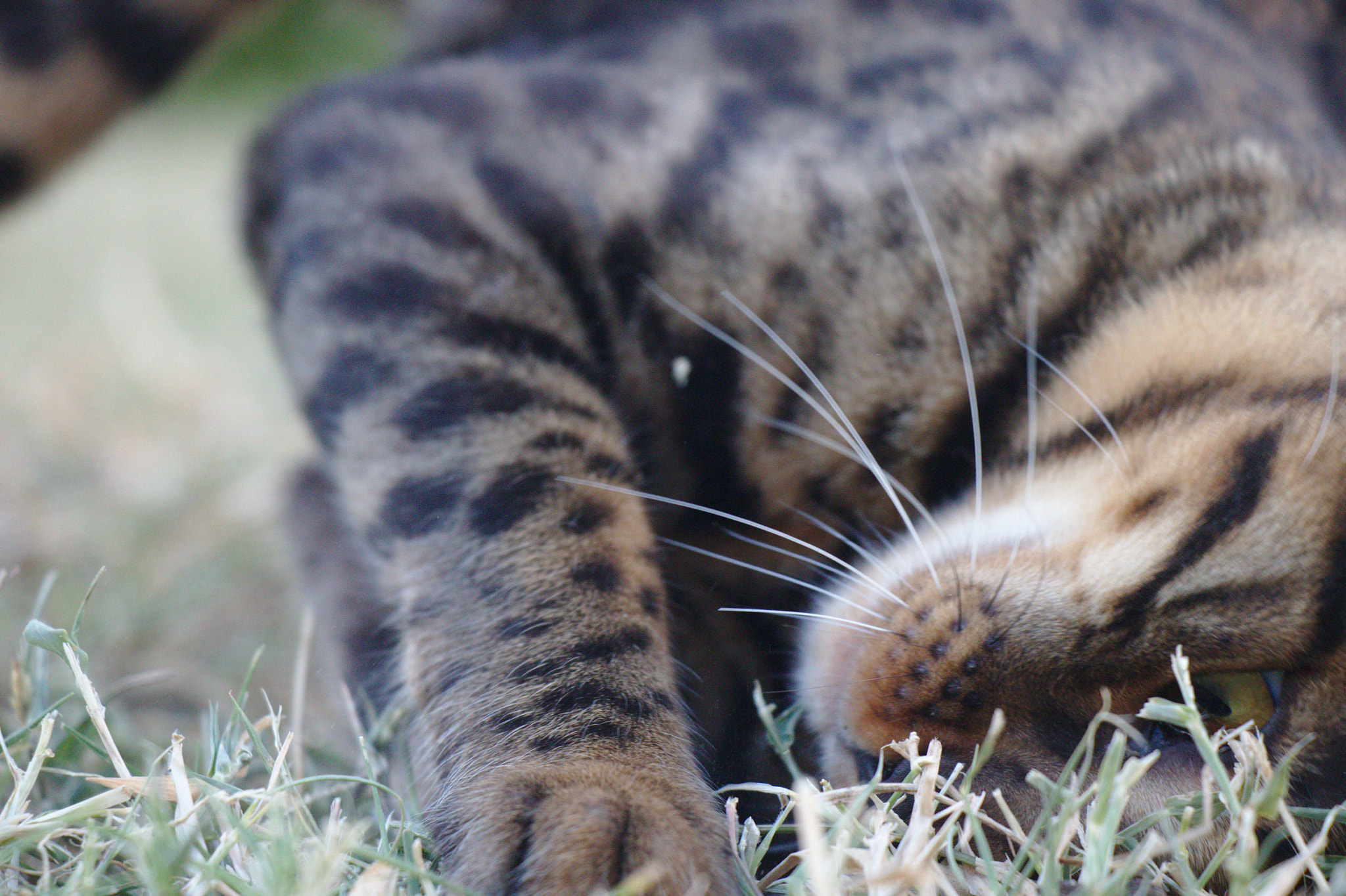 Canon EOS 77D (EOS 9000D / EOS 770D) sample photo. Bengal matteo photography