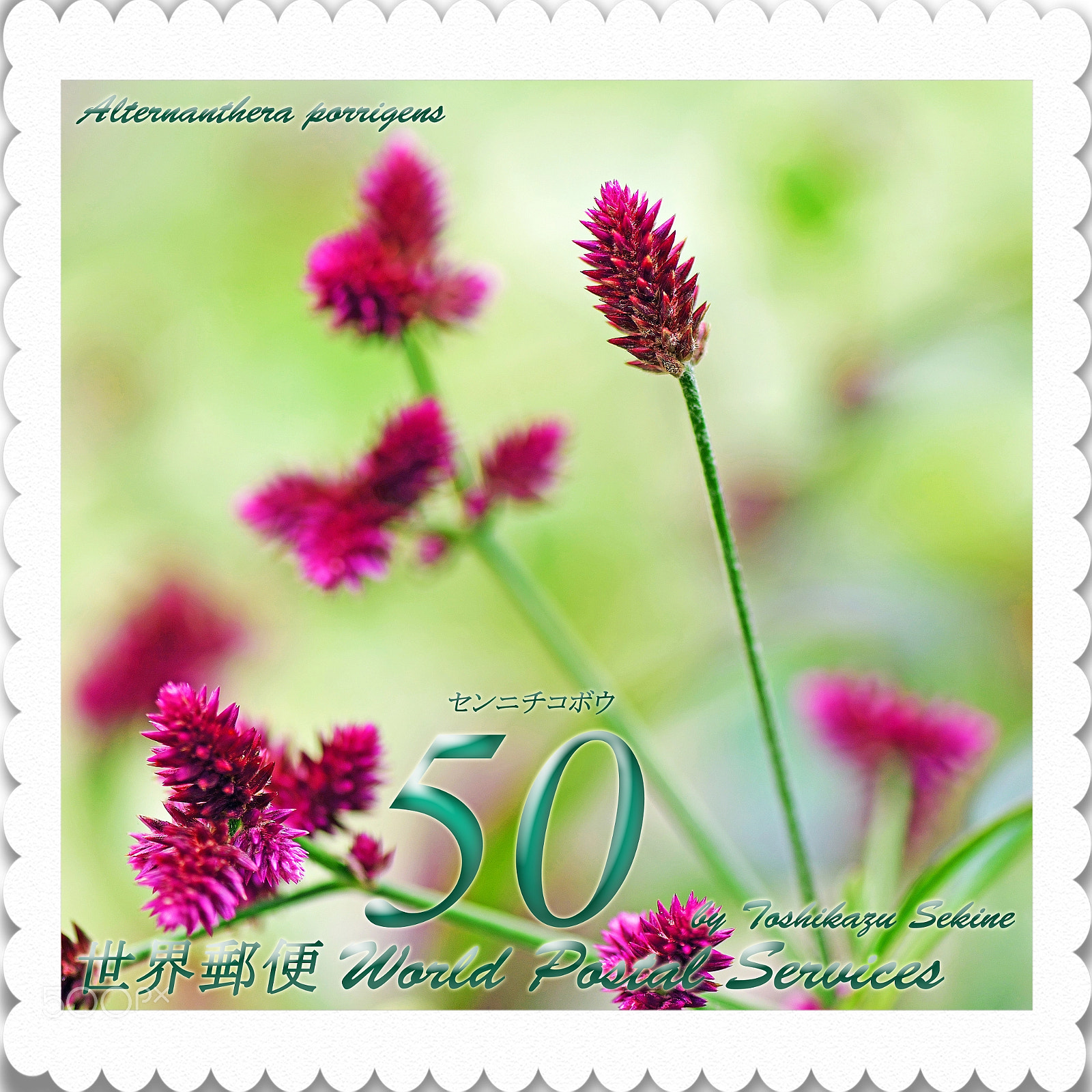 Nikon D800 sample photo. Alternanthera porrigens photography