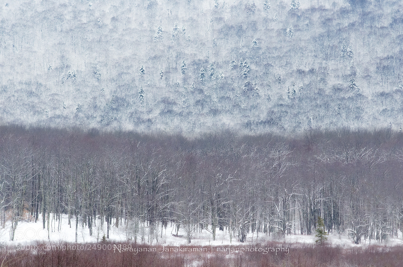 Nikon D7000 sample photo. Winter colors photography