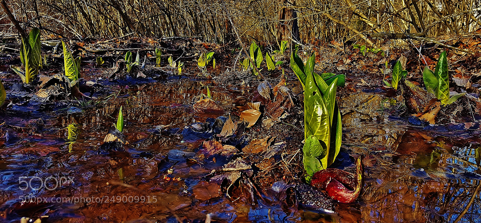 Samsung Galaxy S6 sample photo. Jug bay skunk cabbage 2018 photography