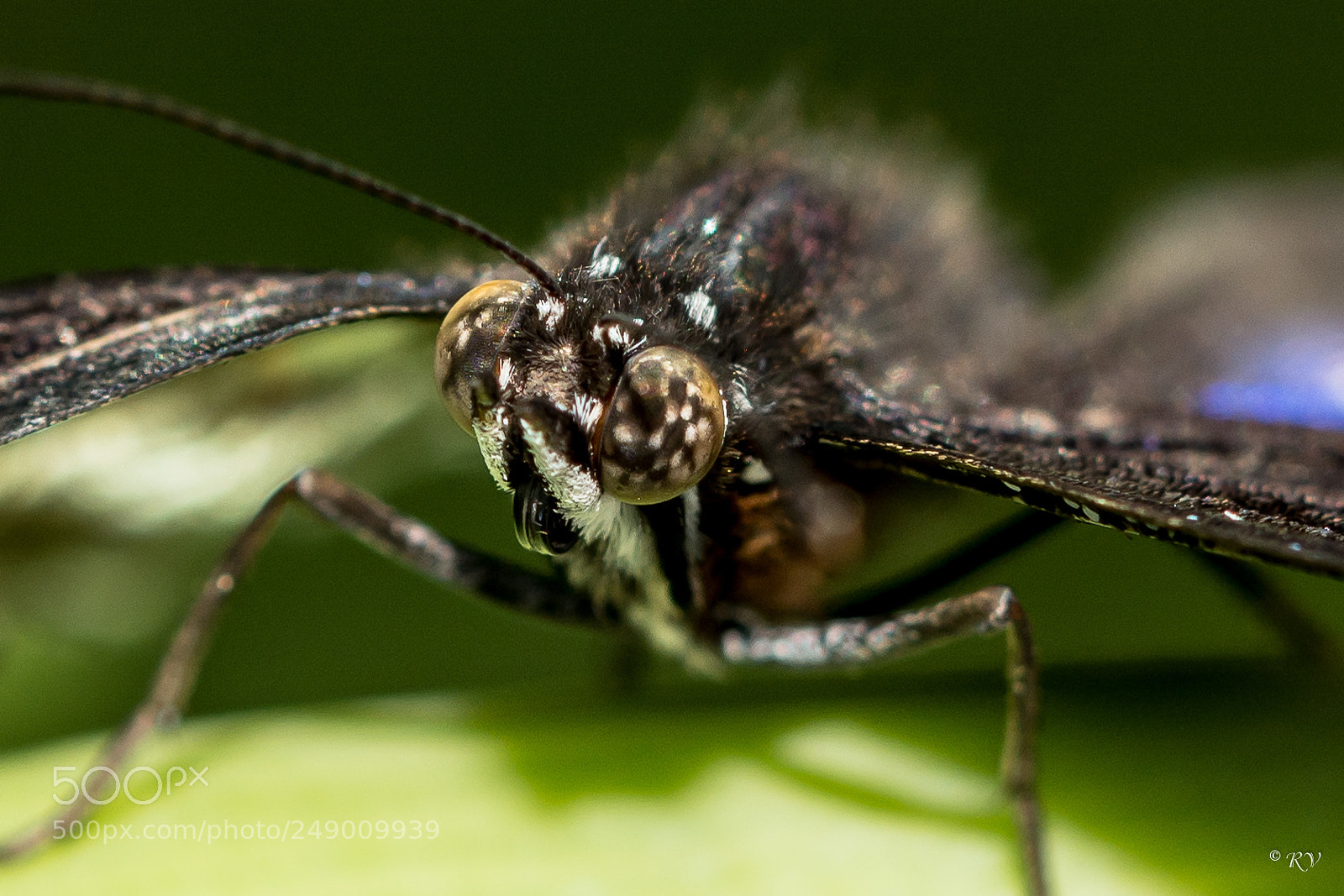 Nikon D7100 sample photo. Batterfly photography
