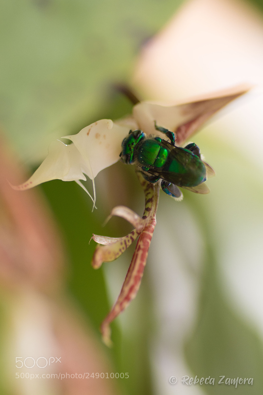 Nikon D7200 sample photo. Euglossini on a gongora photography