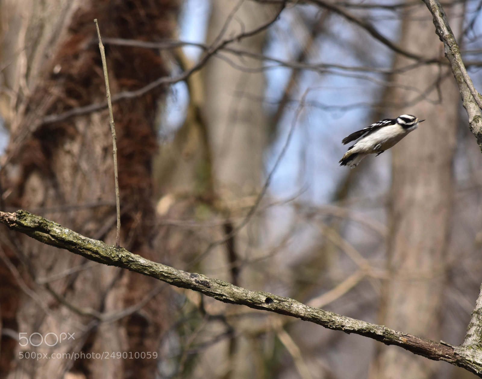 Nikon D3400 sample photo. Downy woodpecker photography