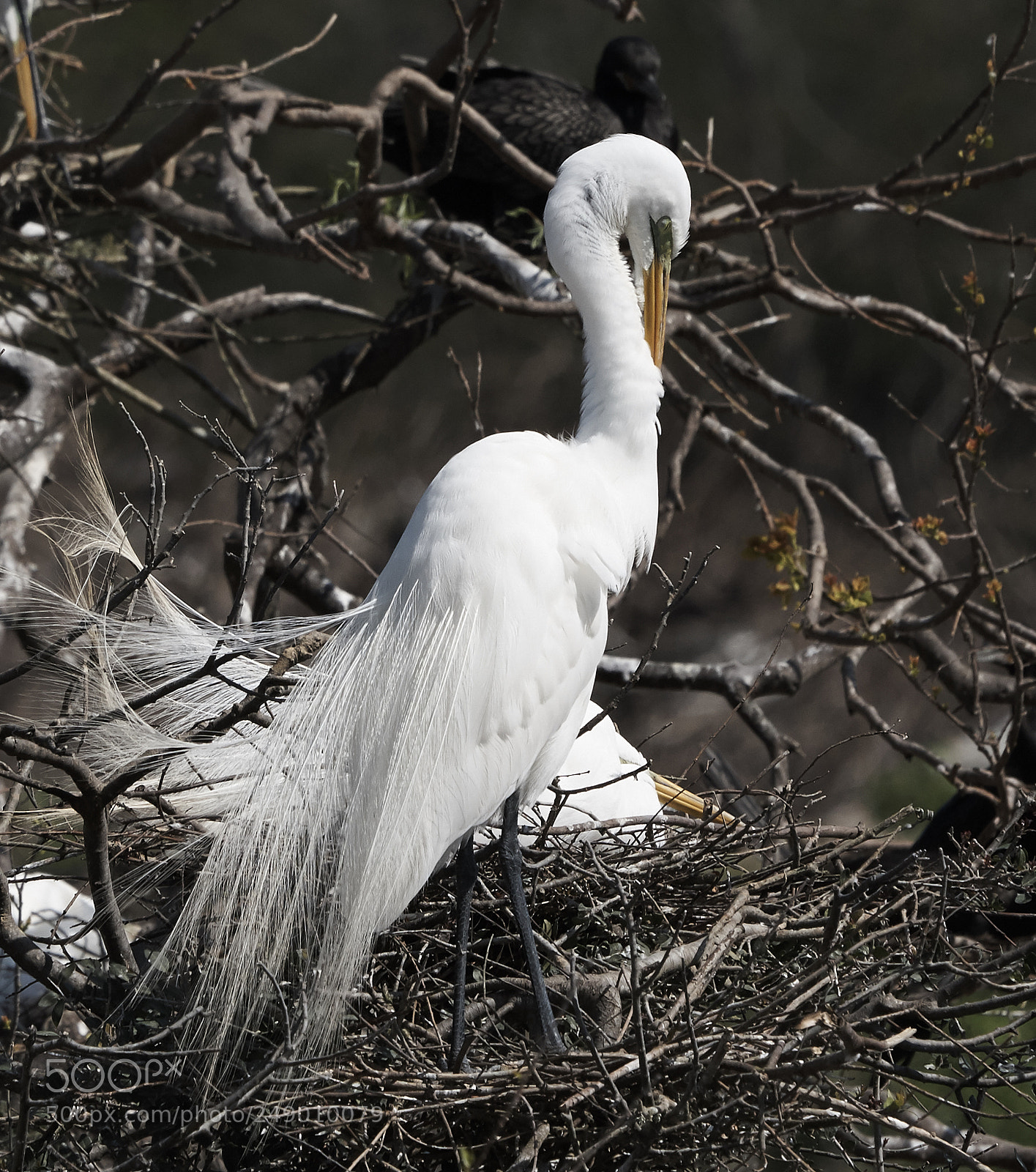 Sony a7R III sample photo. Smith oaks sanctuary photography
