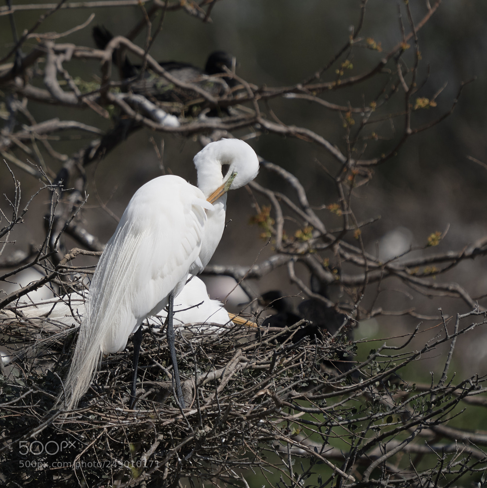 Sony a7R III sample photo. Smith oaks sanctuary photography