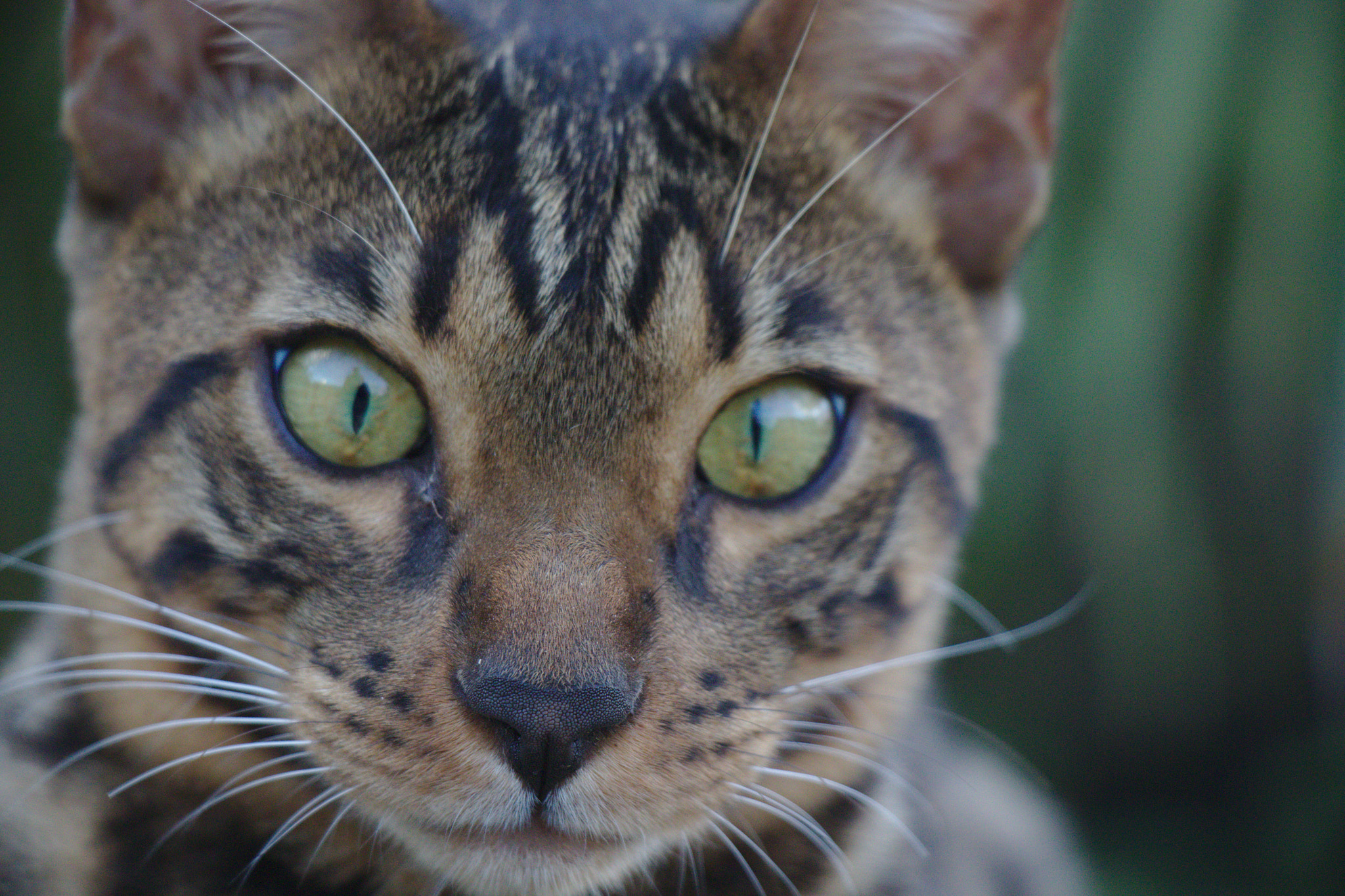 Canon EOS 77D (EOS 9000D / EOS 770D) sample photo. Img photography