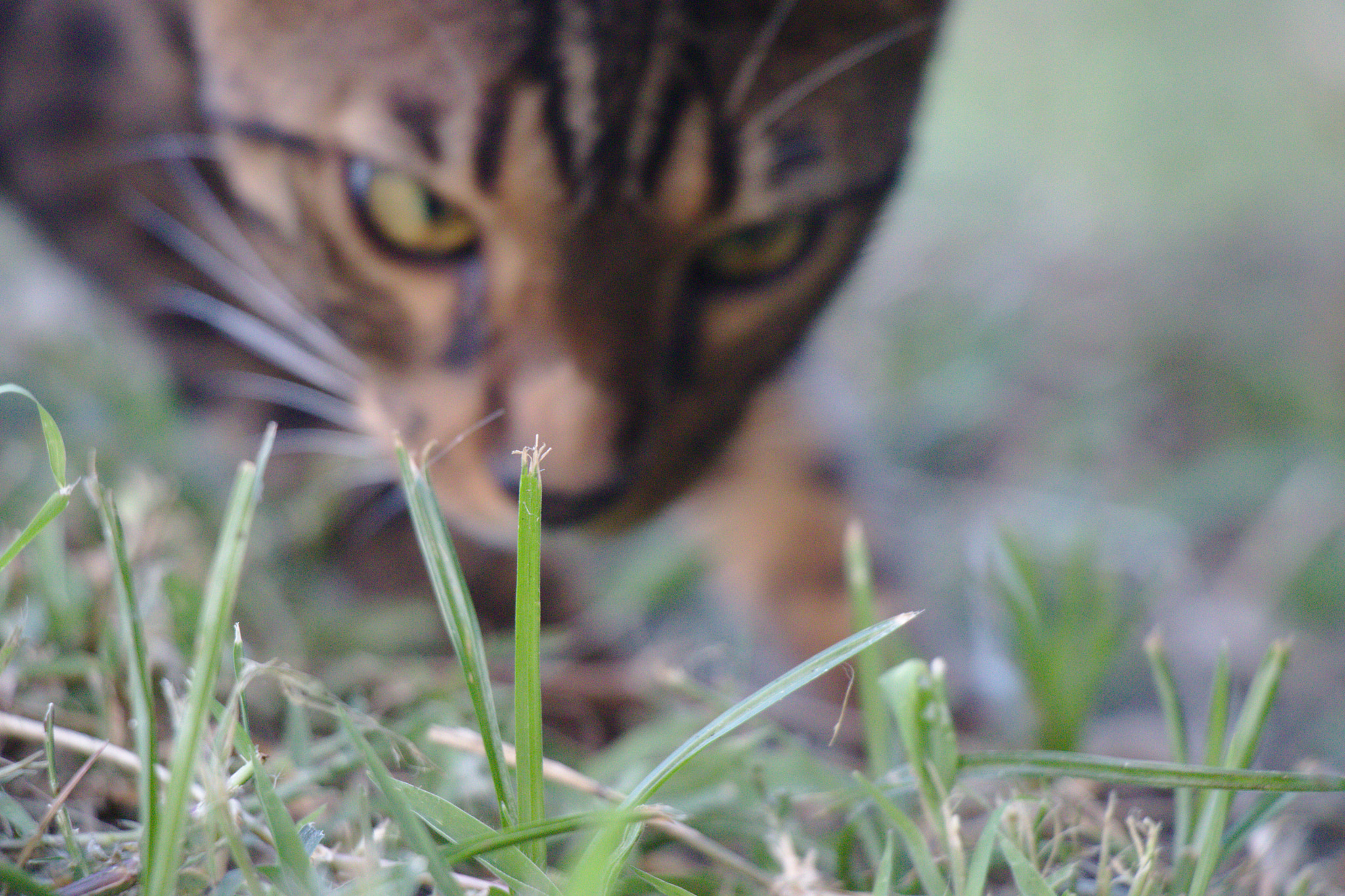 Canon EOS 77D (EOS 9000D / EOS 770D) sample photo. Img photography
