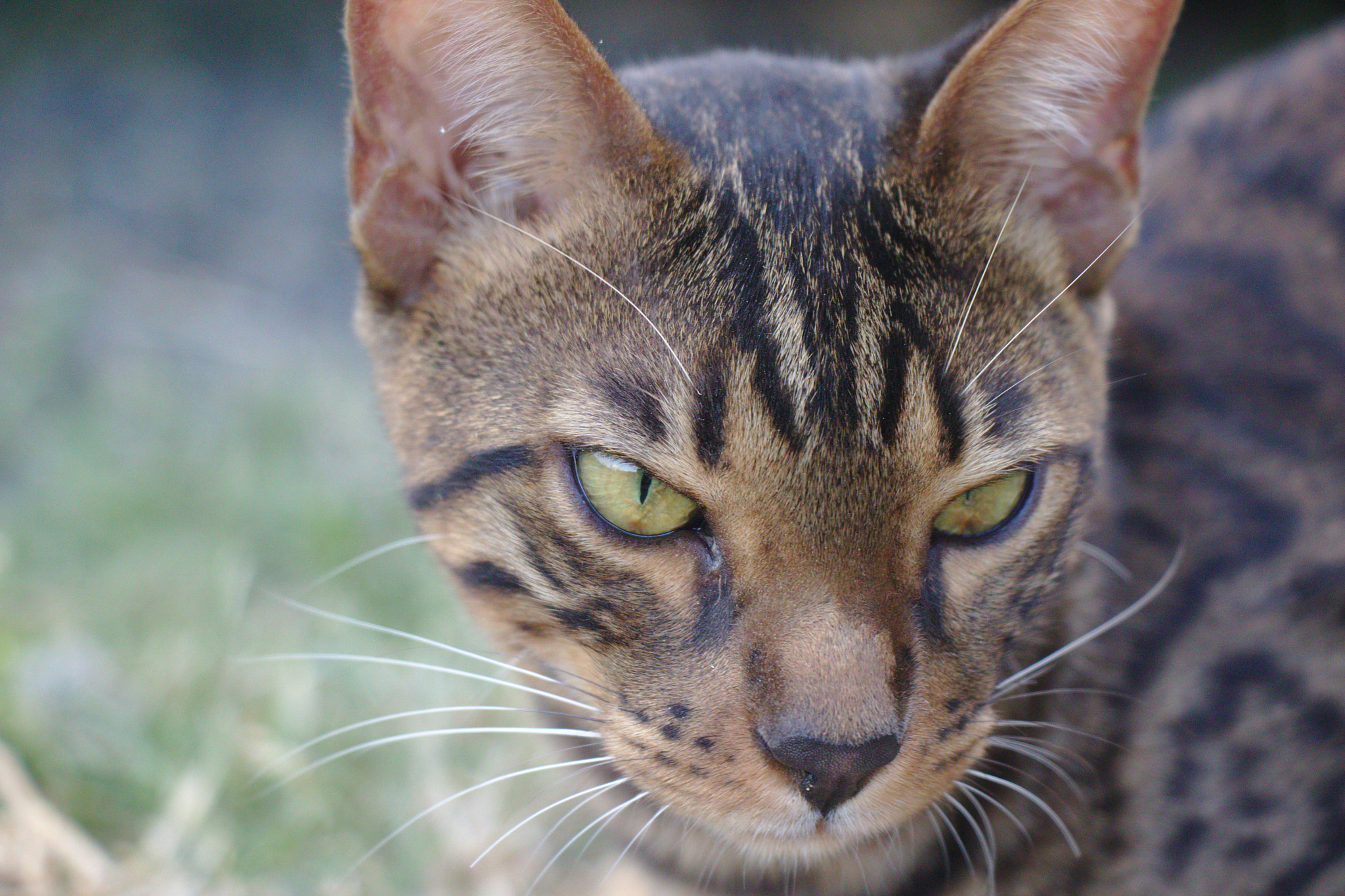 Canon EOS 77D (EOS 9000D / EOS 770D) sample photo. Img photography