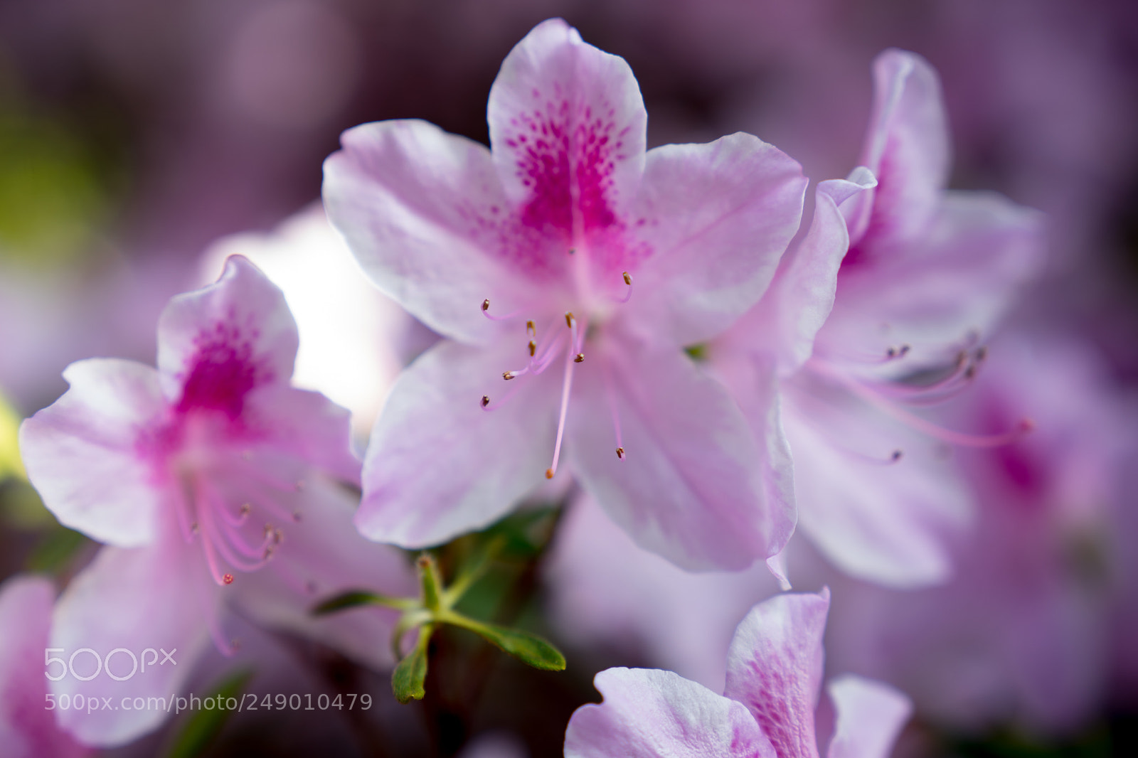 Sony a7 II sample photo. Untitled photography
