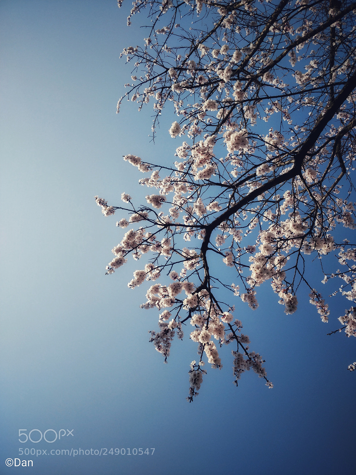 OnePlus 5T sample photo. Apricot blossoms 2 photography