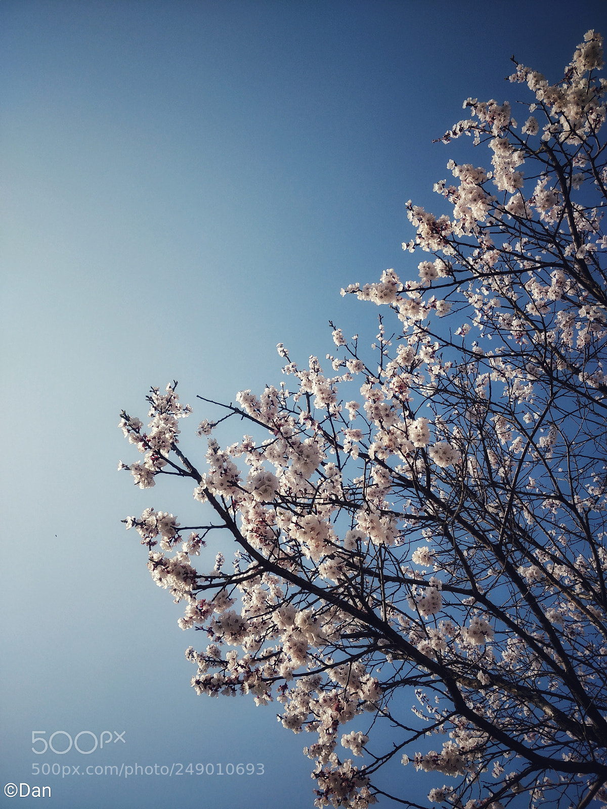 OnePlus 5T sample photo. Apricot blossoms 3 photography