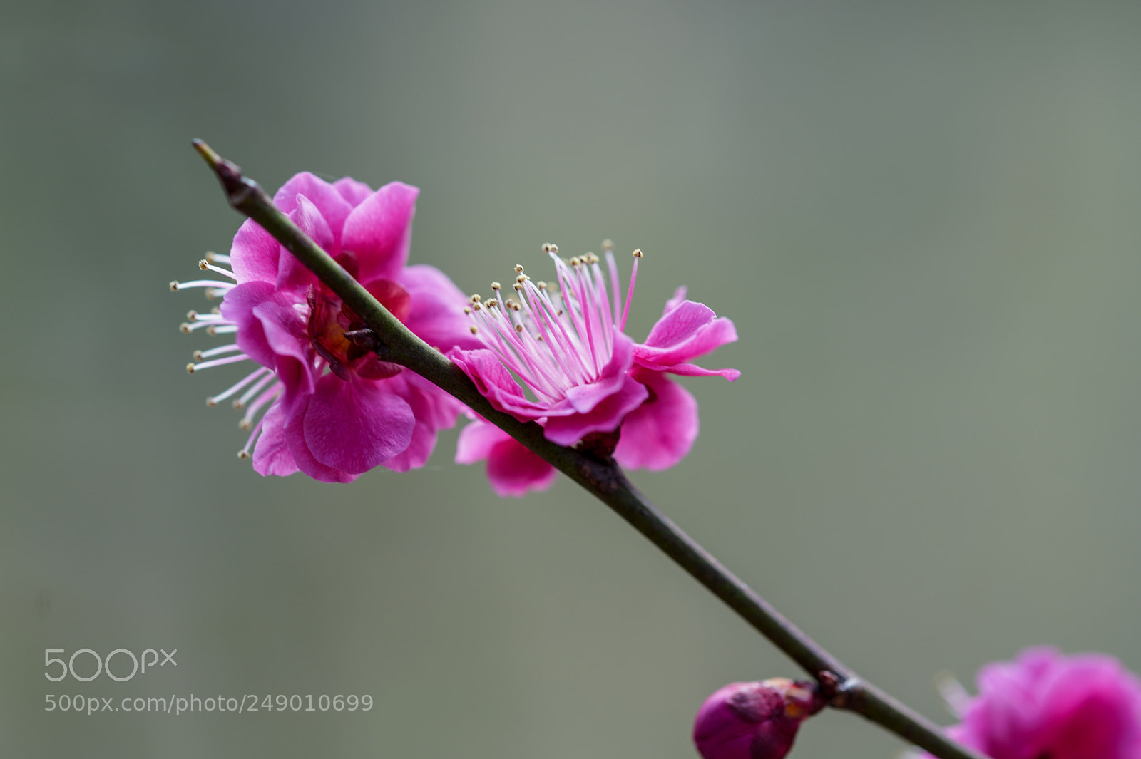 Sony a7R III sample photo. Plum blossom photography