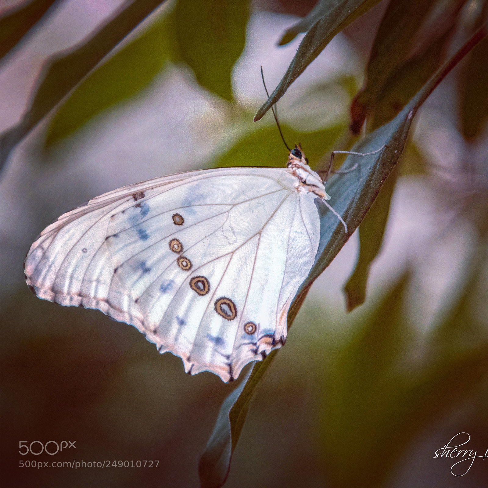 Nikon D850 sample photo. White morpho taken at photography