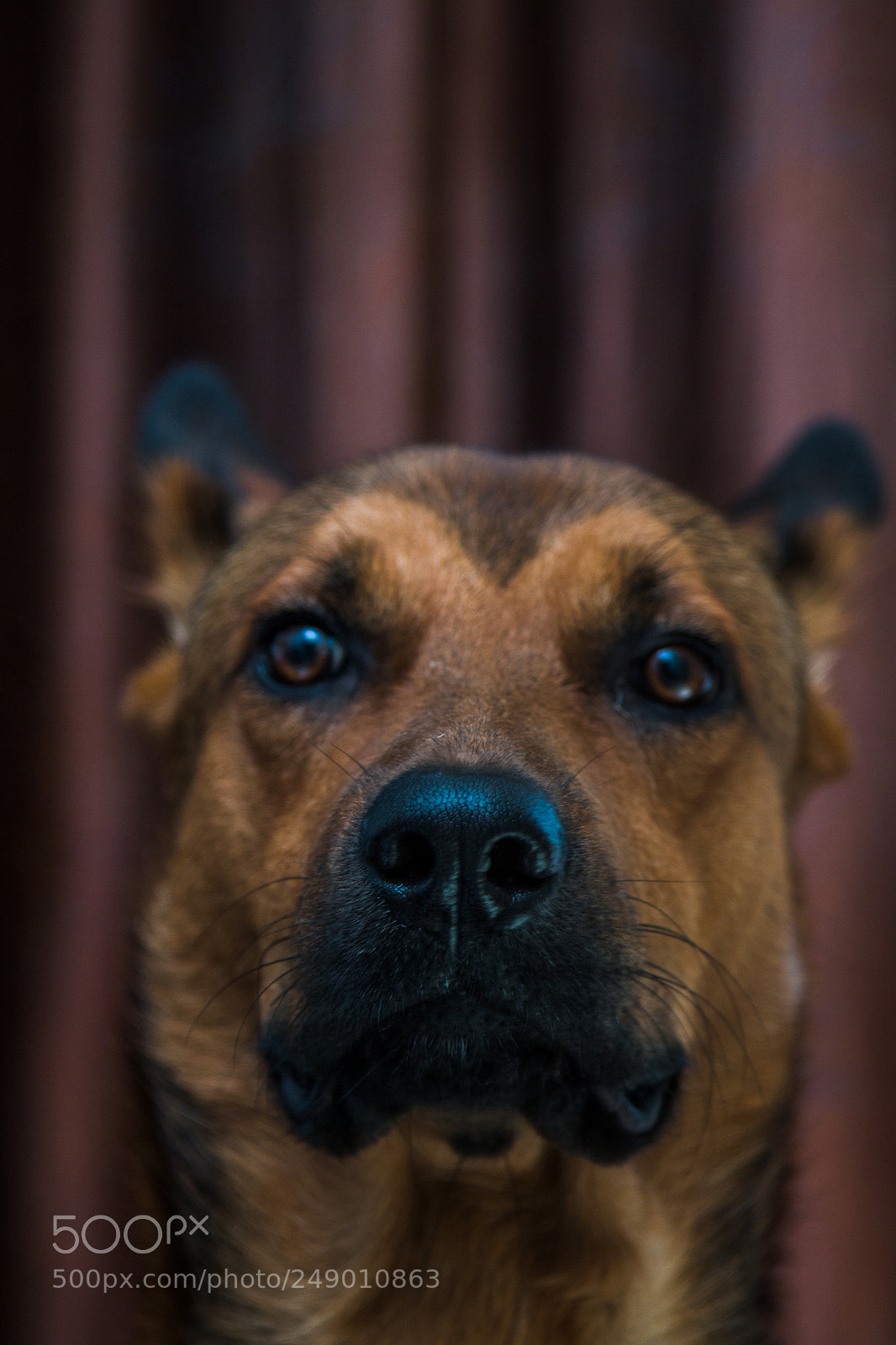 Canon EOS 70D sample photo. Paw power photography