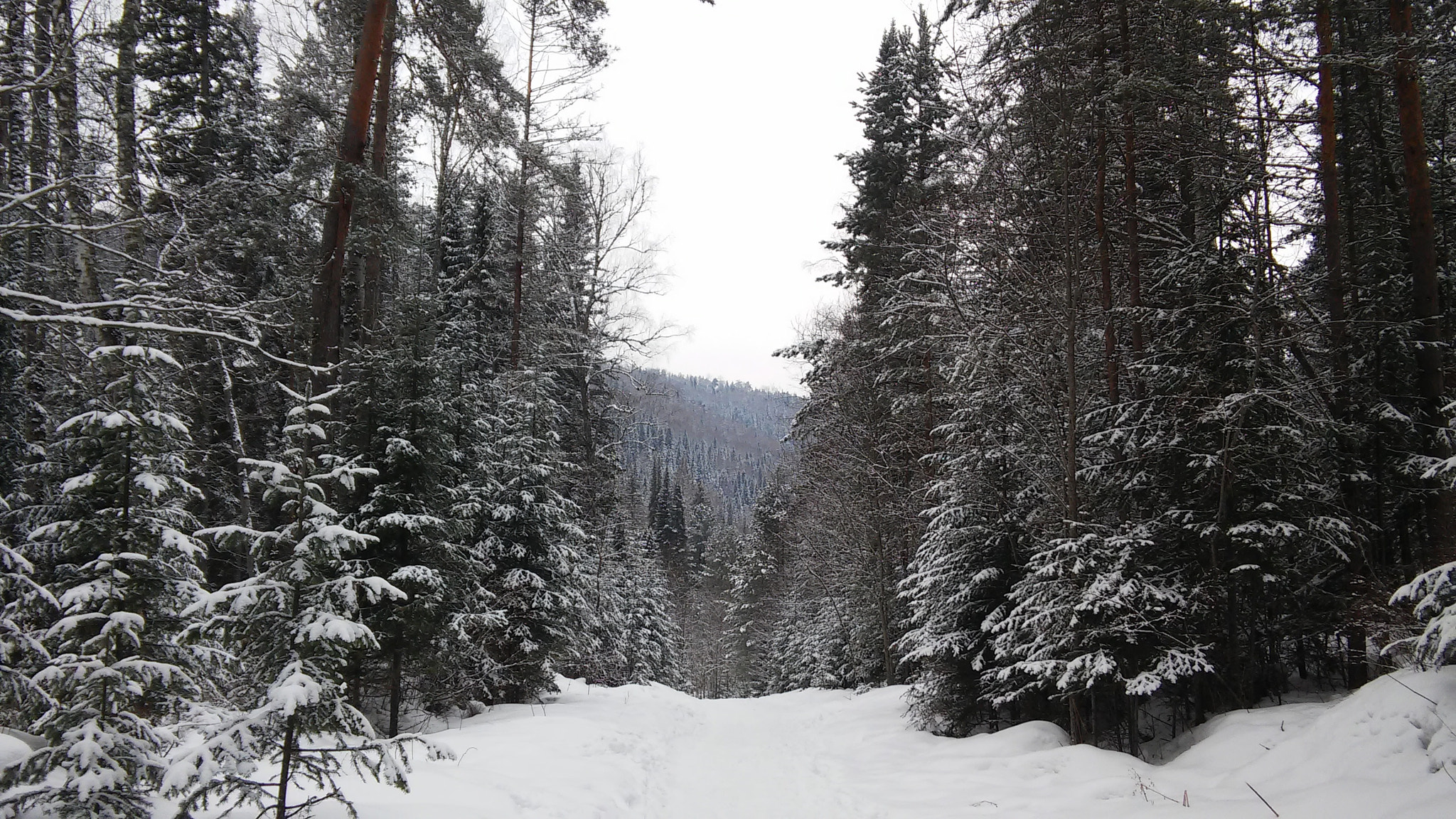 LG G3 S sample photo. Forest silence photography