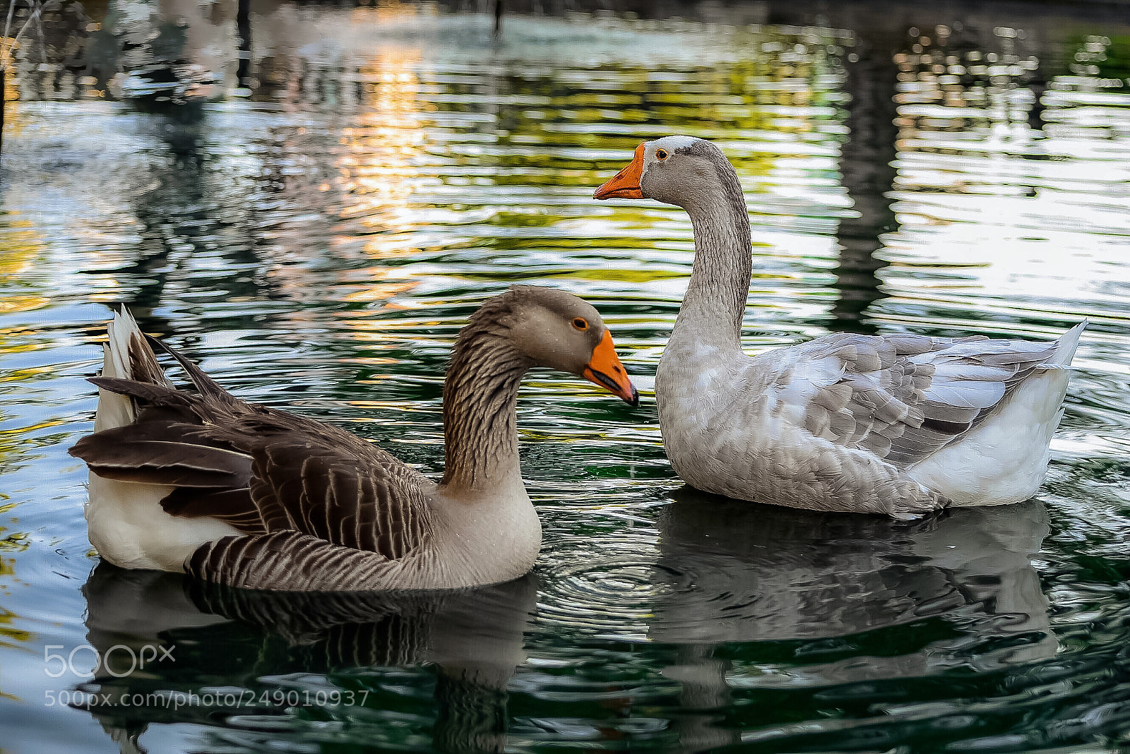 Nikon D610 sample photo. The chubby couple photography