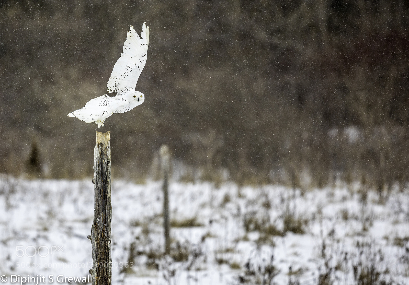 Canon EOS 5D Mark IV sample photo. Snowy owl flight photography