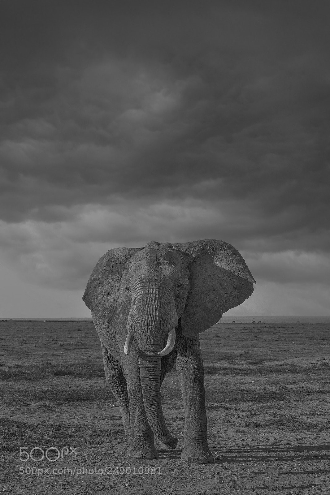 Canon EOS 5D Mark IV sample photo. Elephant photography
