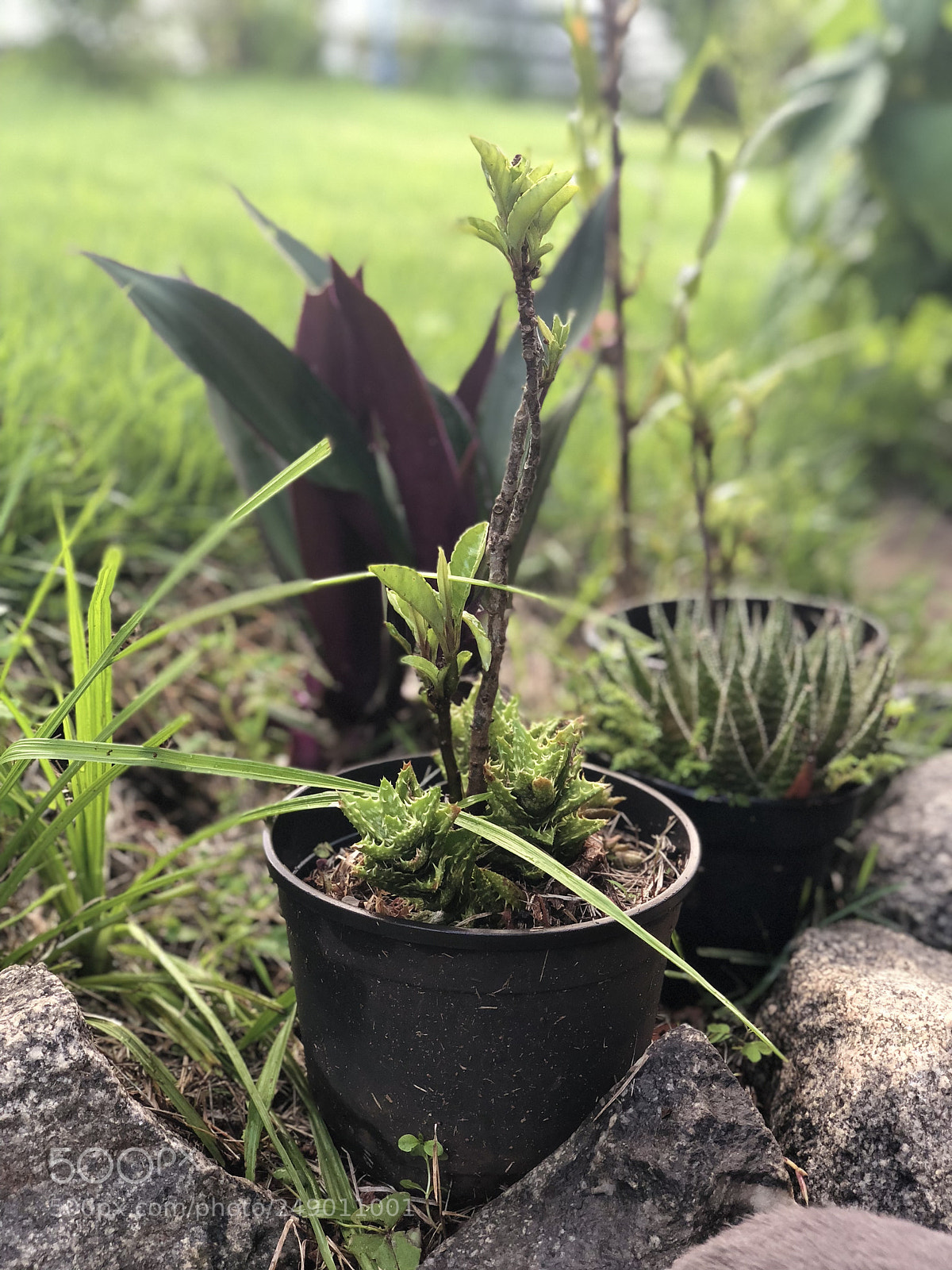 Apple iPhone X sample photo. No meu jardim... photography