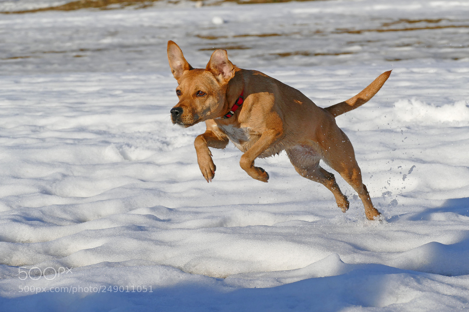 Panasonic Lumix DMC-FZ1000 sample photo. Jumper photography