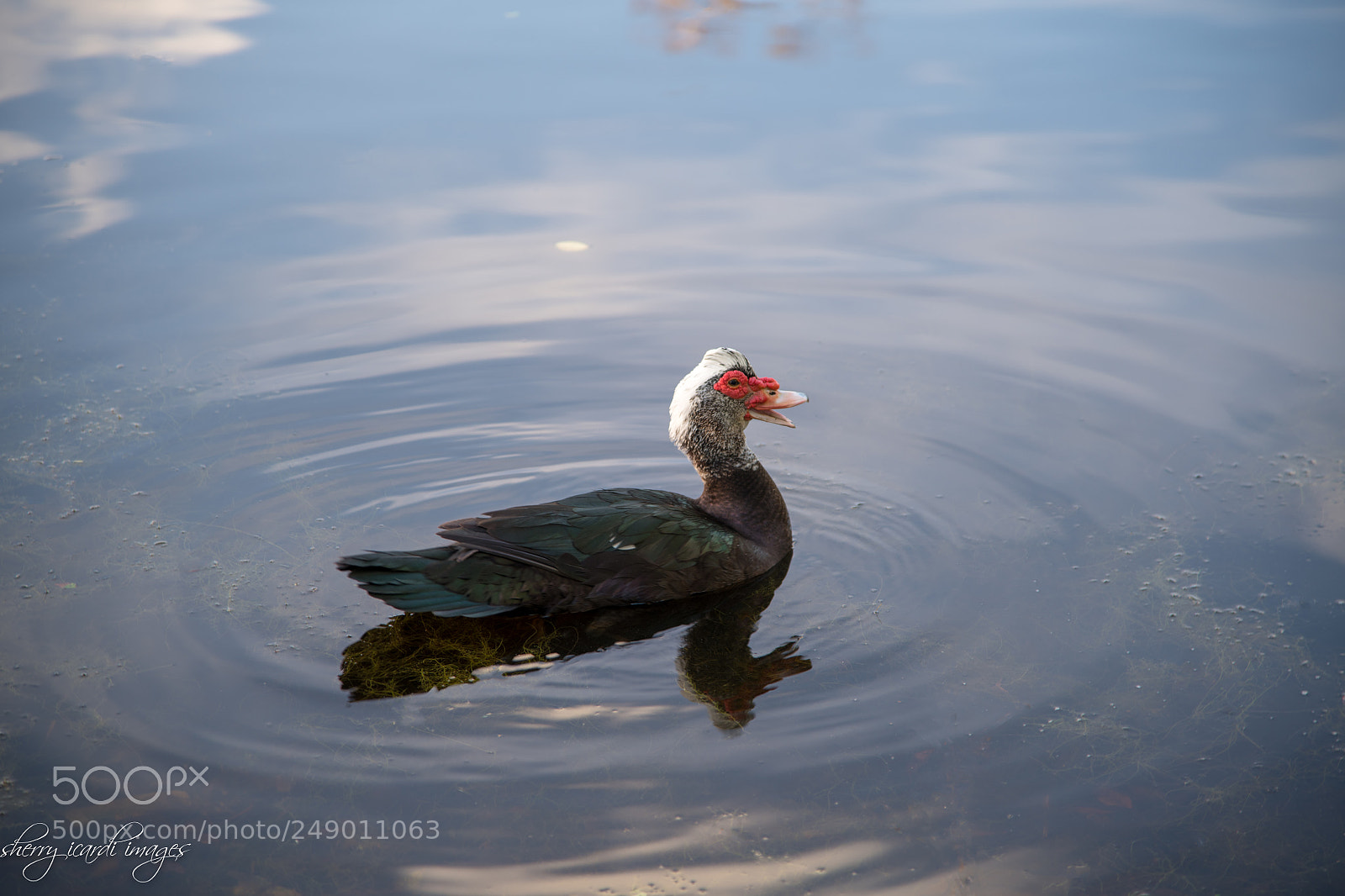 Nikon D850 sample photo. Muscovy duck taken in photography
