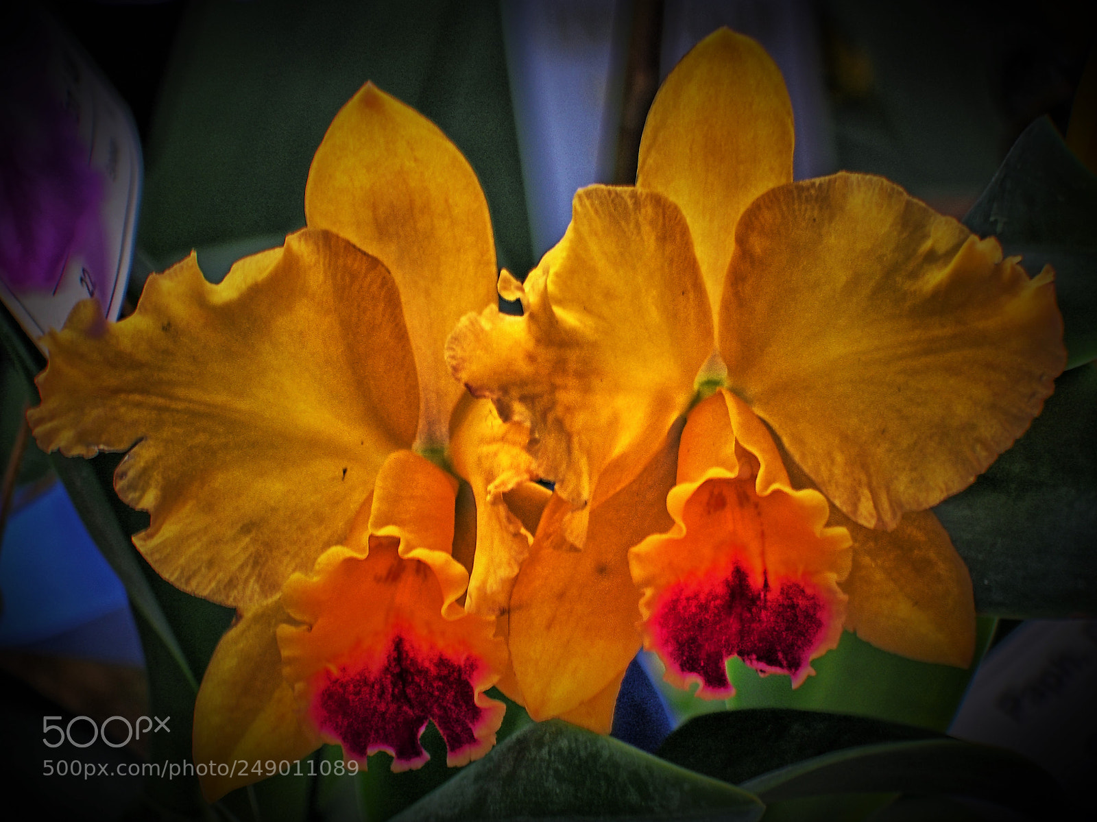 Olympus OM-D E-M5 sample photo. Yellow orchid digital photography
