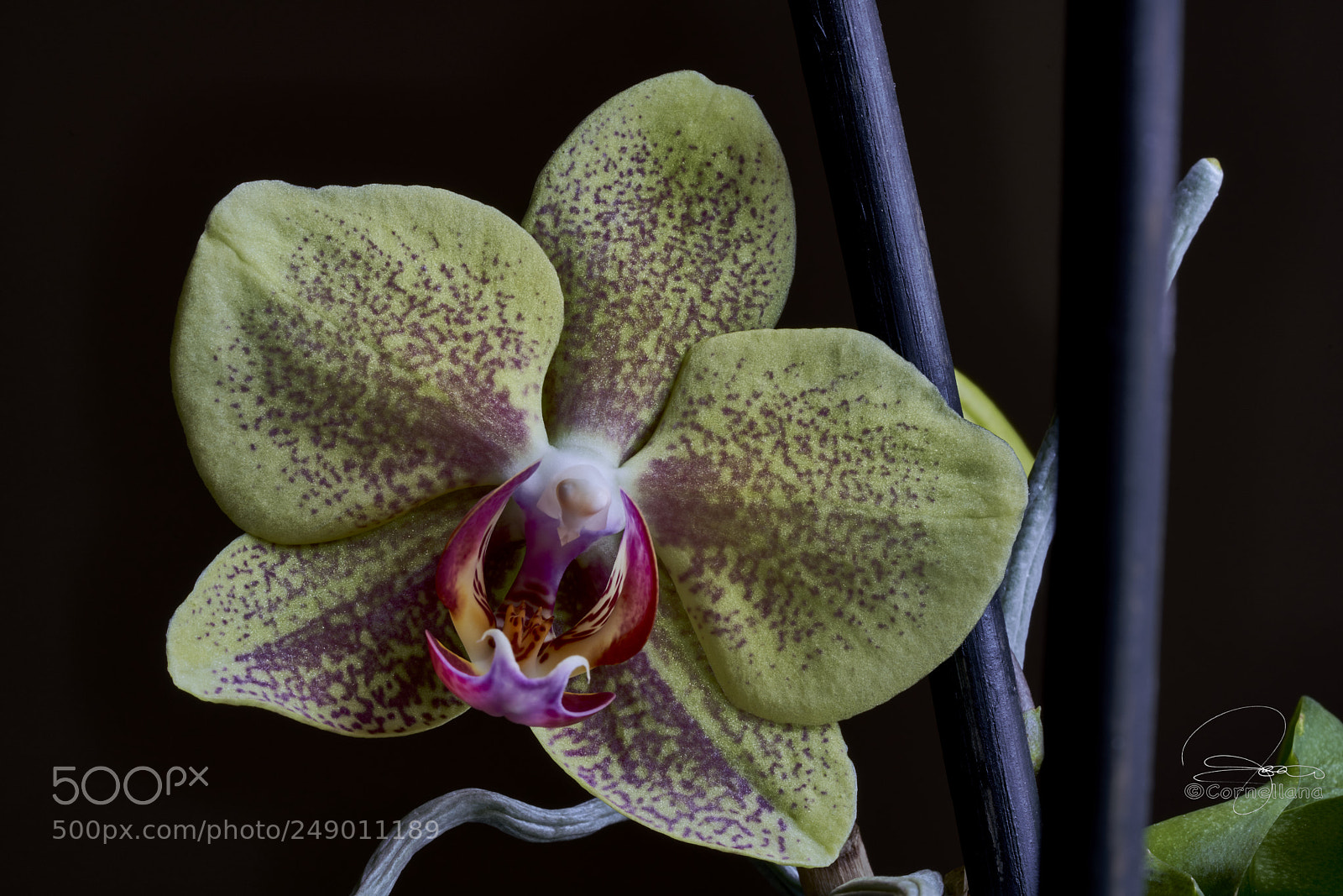 Sony a7R III sample photo. Otra orquídea photography