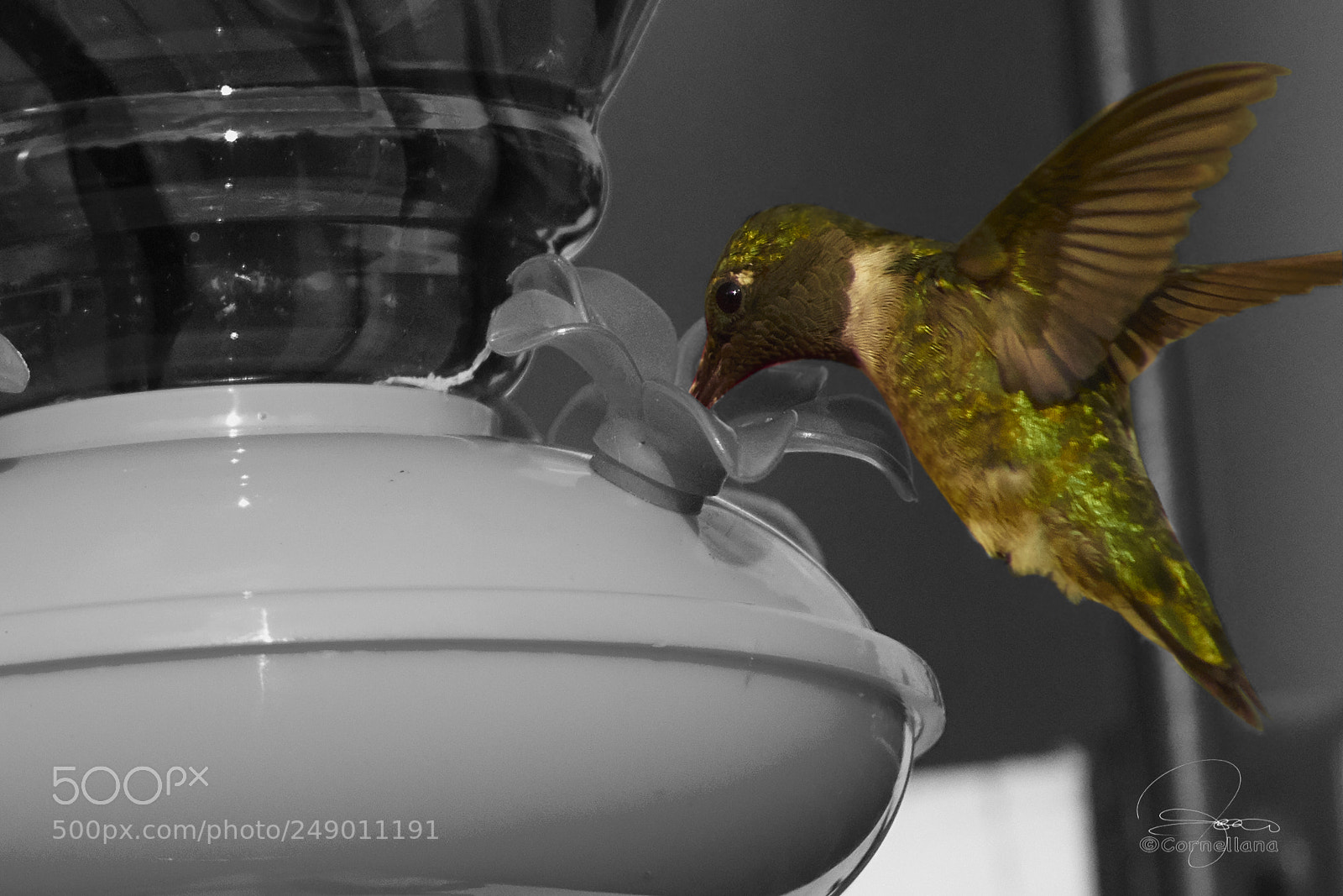 Sony a7R II sample photo. Colibri photography