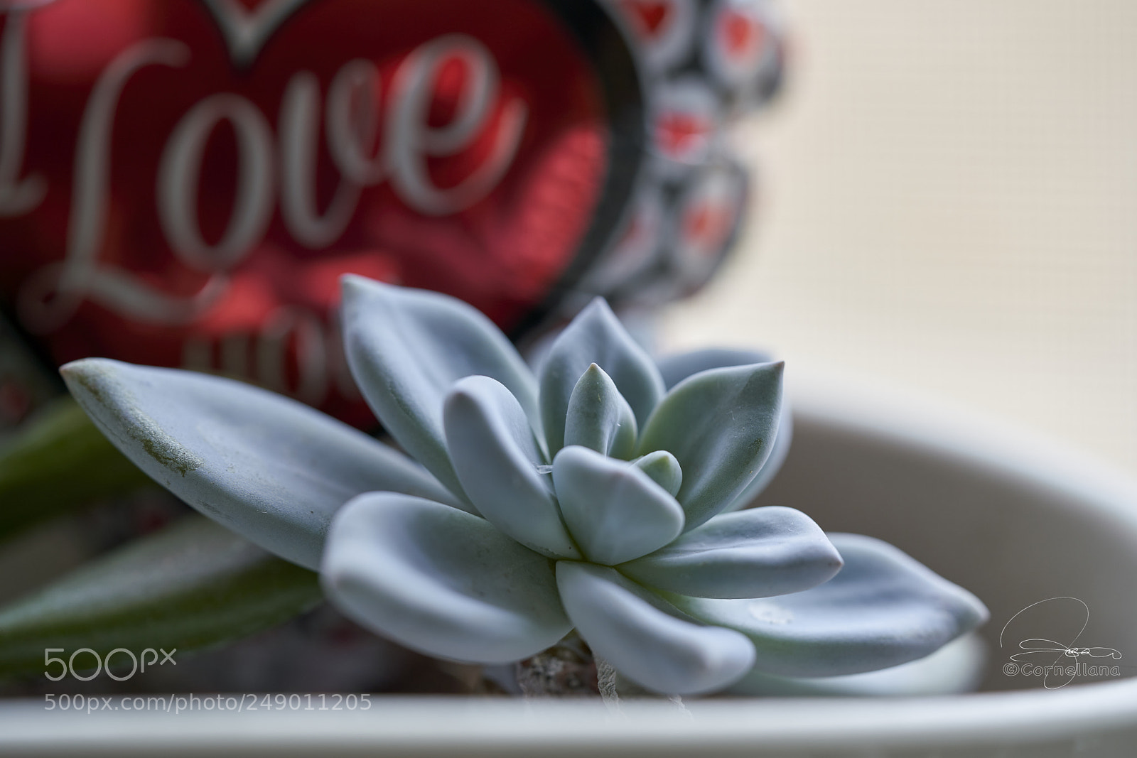 Sony a7R III sample photo. Amor photography