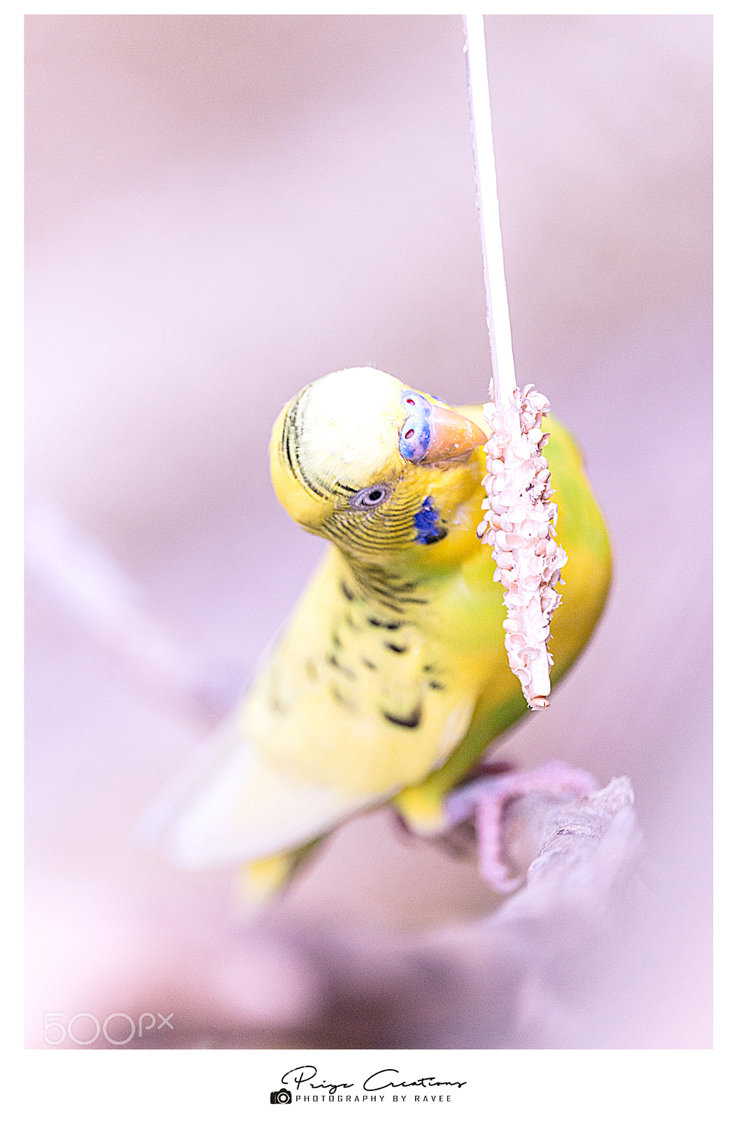 Canon EOS 700D (EOS Rebel T5i / EOS Kiss X7i) sample photo. Love birds photography