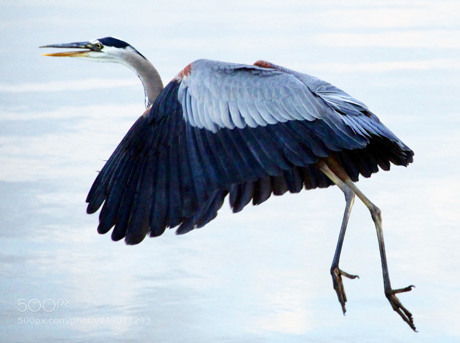 Canon EOS 50D sample photo. Blue  heron photography