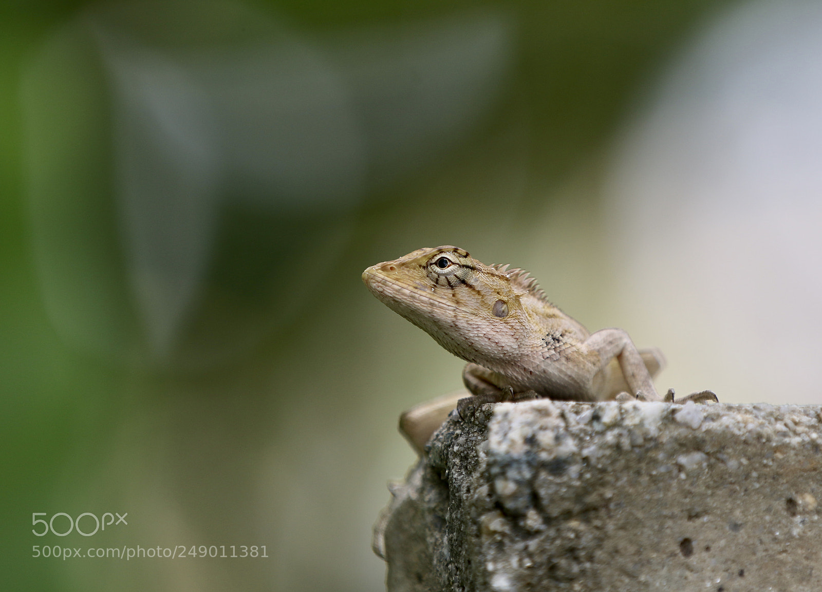 Canon EOS 7D Mark II sample photo. Enjoying the morning sun. photography