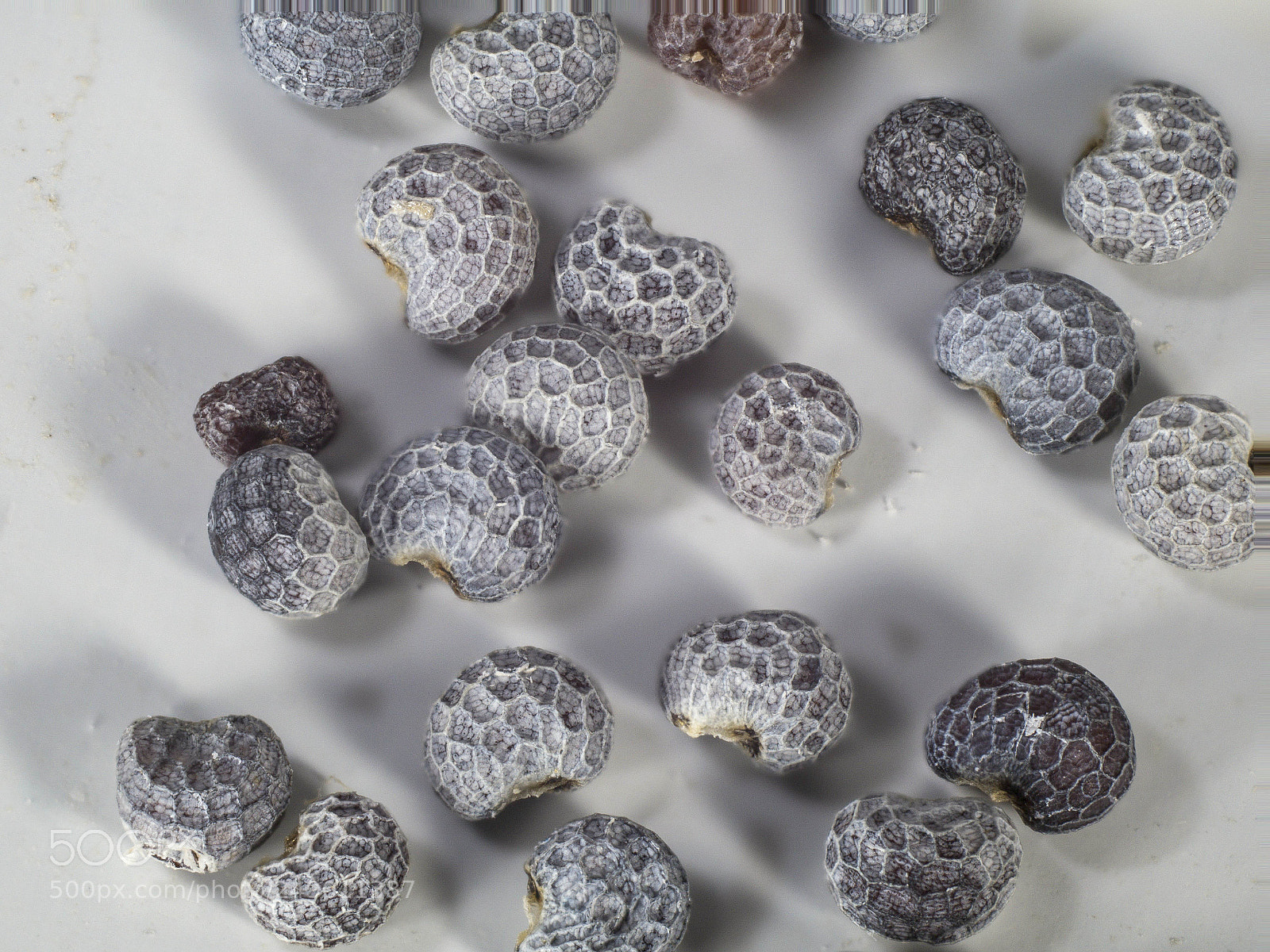 Panasonic Lumix DMC-GH4 sample photo. Poppy seeds photography