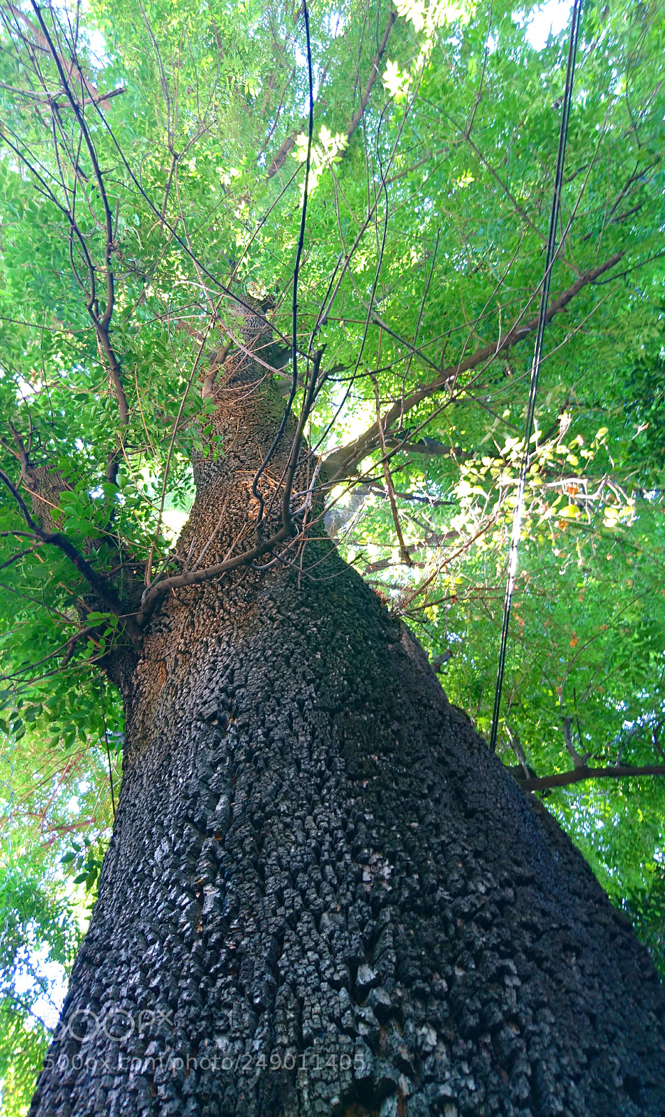 Sony Xperia X sample photo. Beautiful tree photography