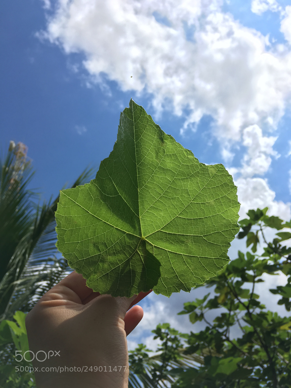 Apple iPhone SE sample photo. Untitled photography