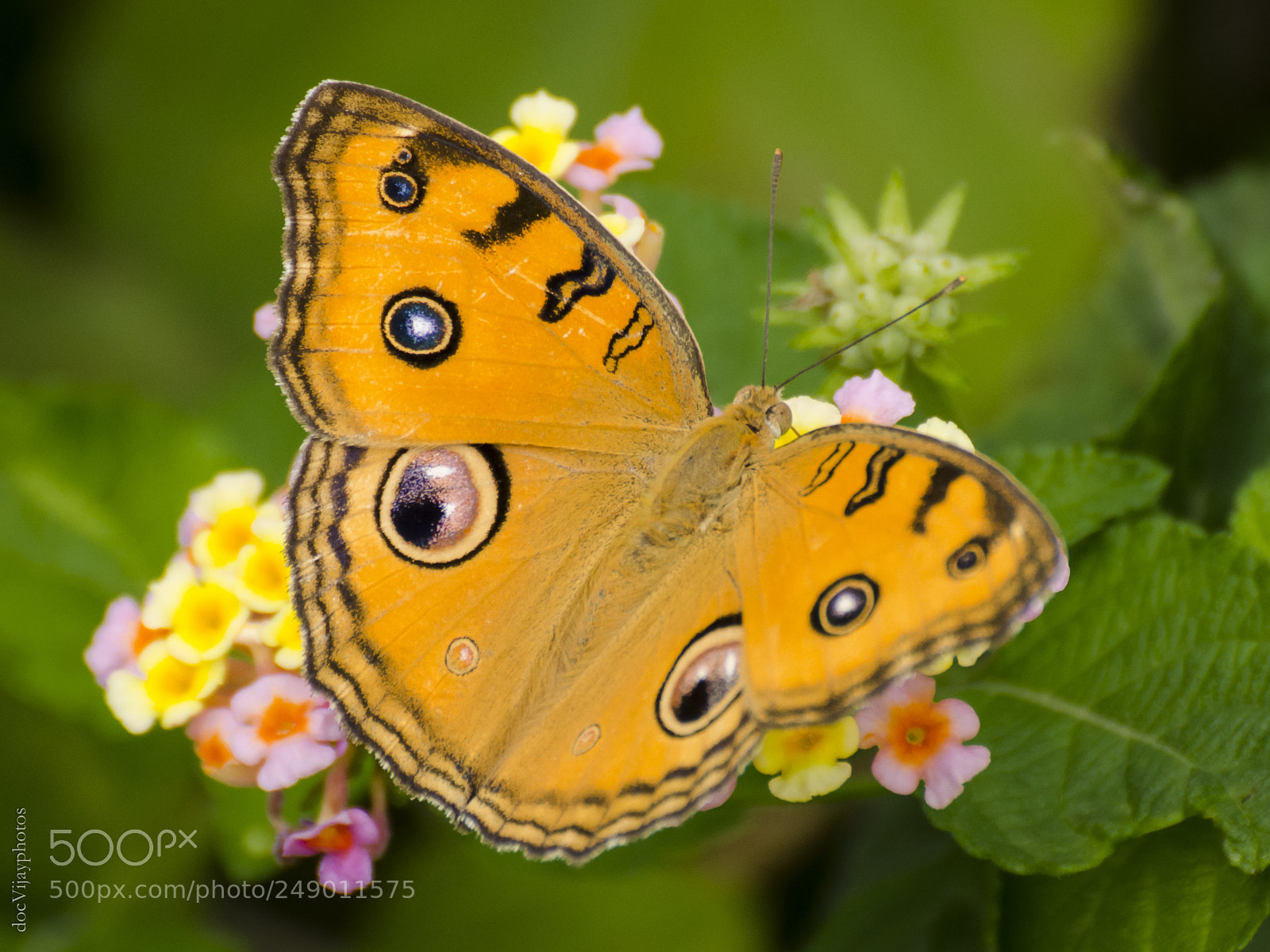Nikon D7000 sample photo. Peacock pansy photography