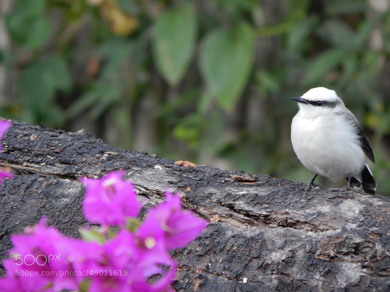 Nikon Coolpix L820 sample photo. Bird in my house... photography