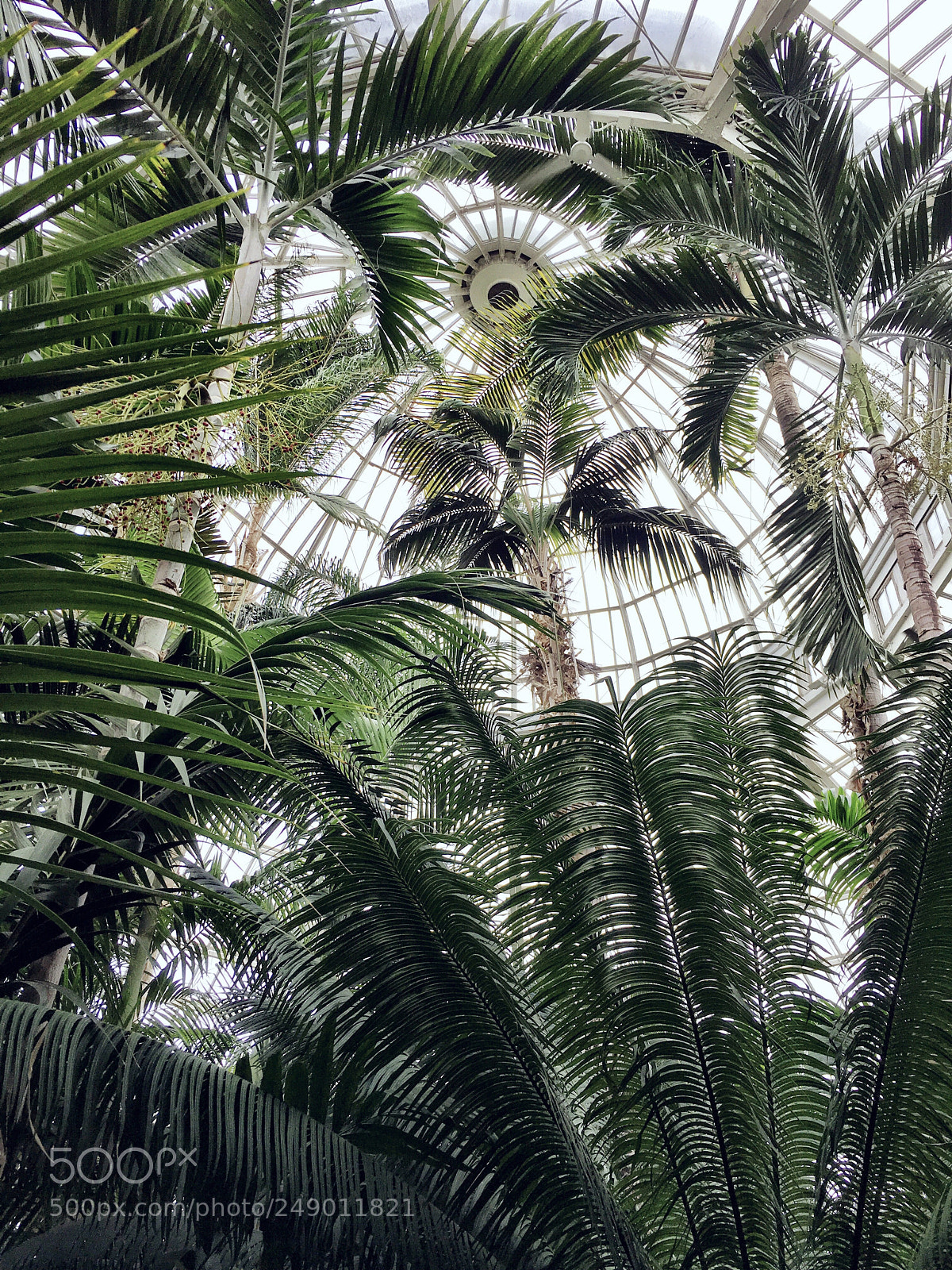 Apple iPhone 6s sample photo. Como zoo and conservatory photography