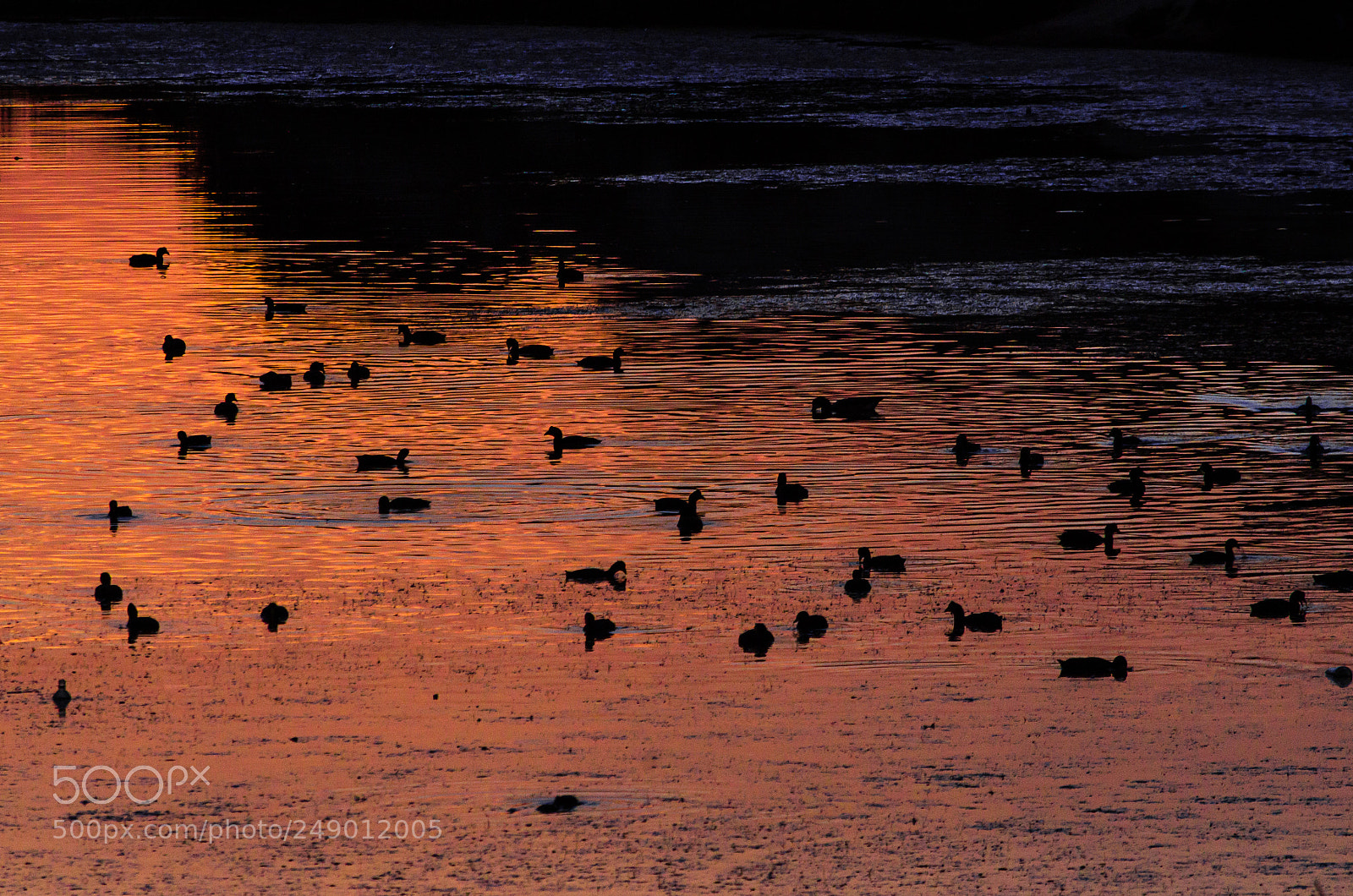 Nikon D5100 sample photo. Birds in sunset photography