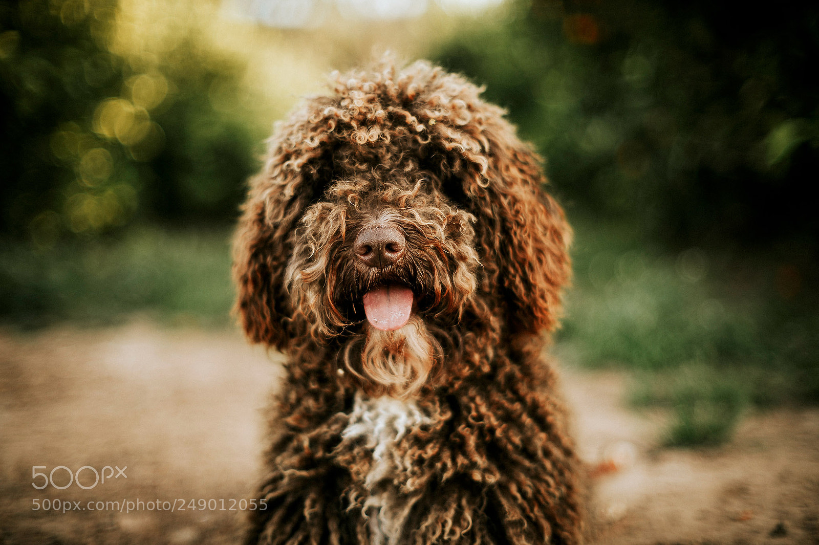 Nikon Df sample photo. Perro de aguas photography