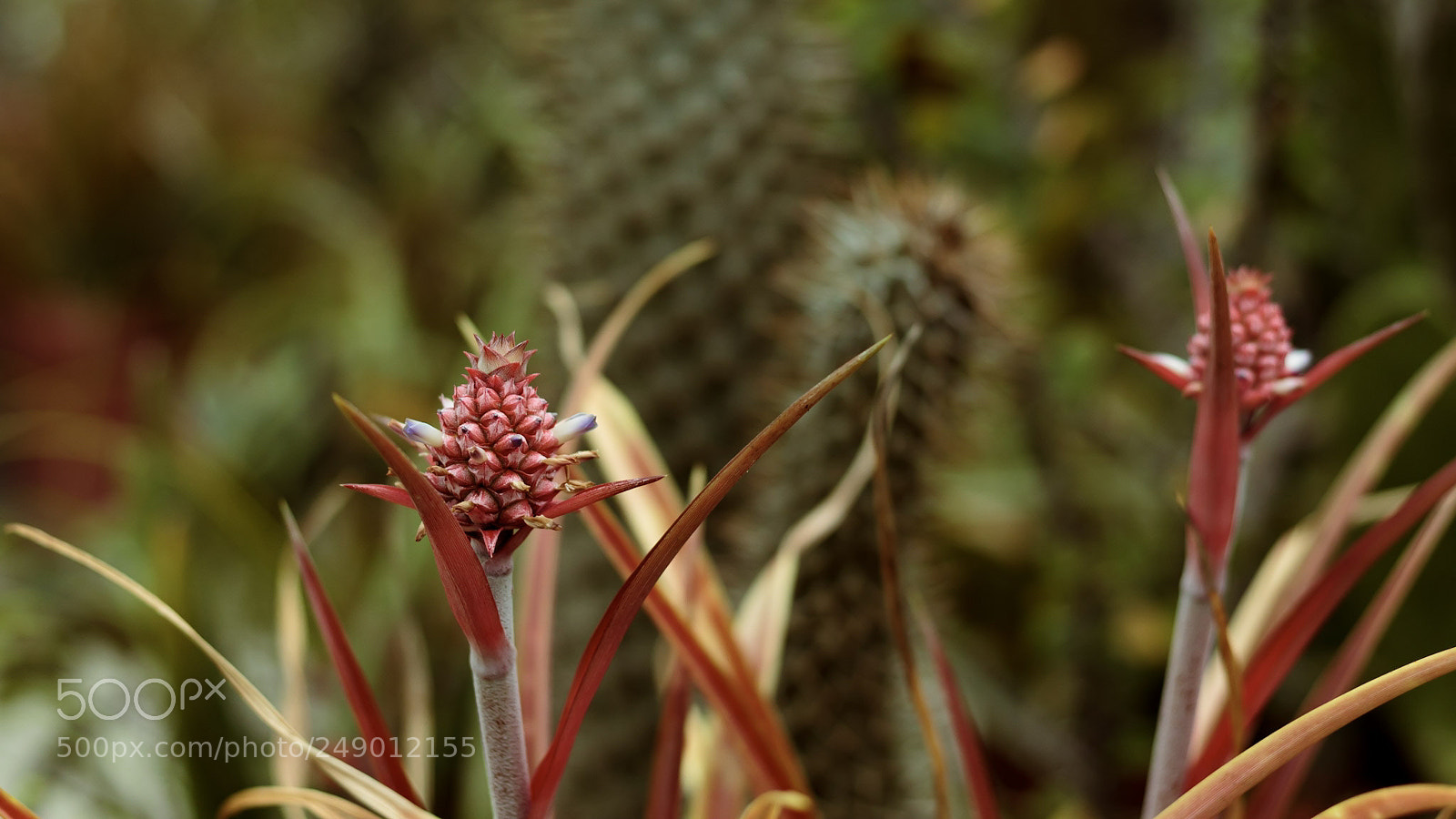 Canon EOS 600D (Rebel EOS T3i / EOS Kiss X5) sample photo. Cacti photography